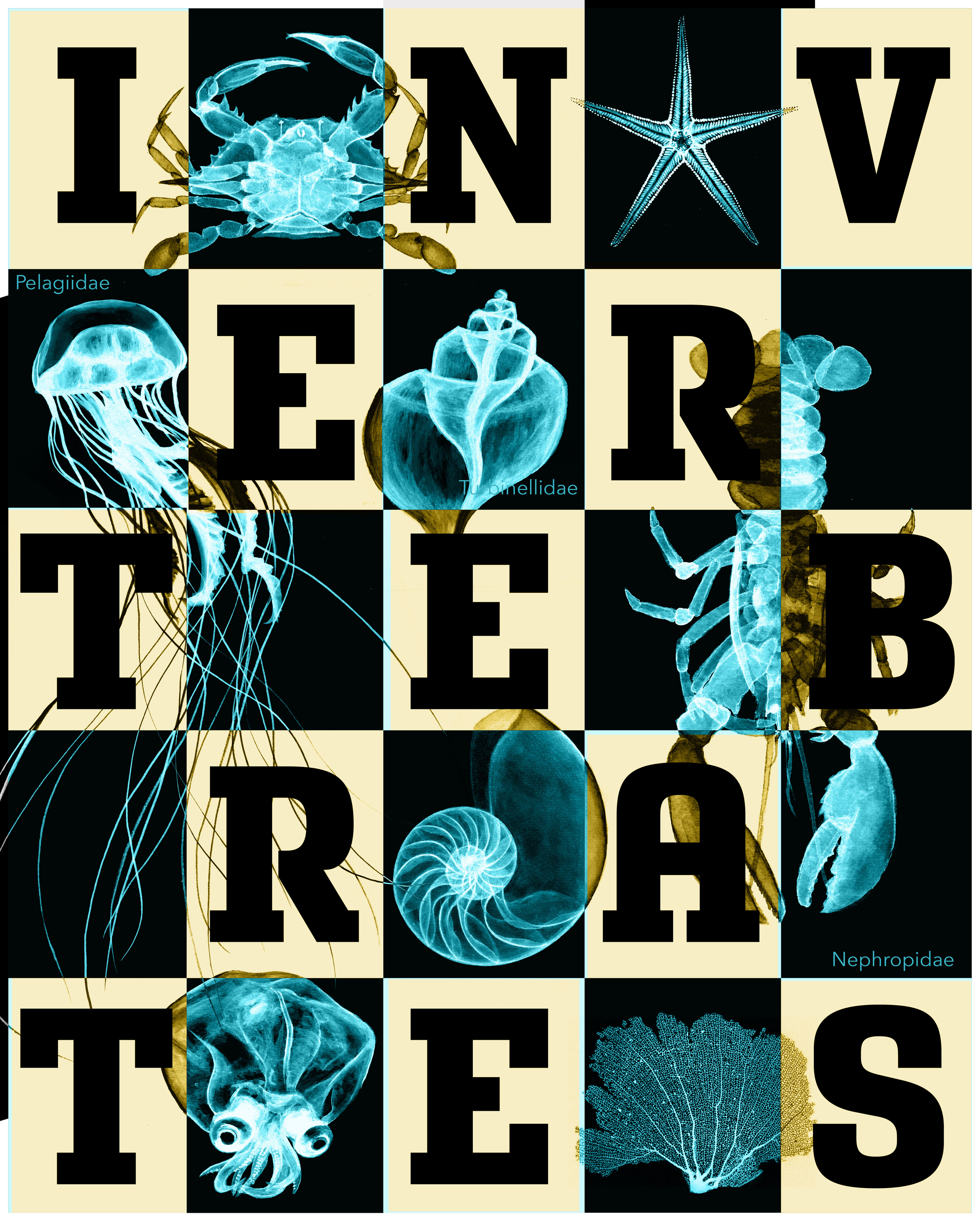 invertebrates5-01.jpg