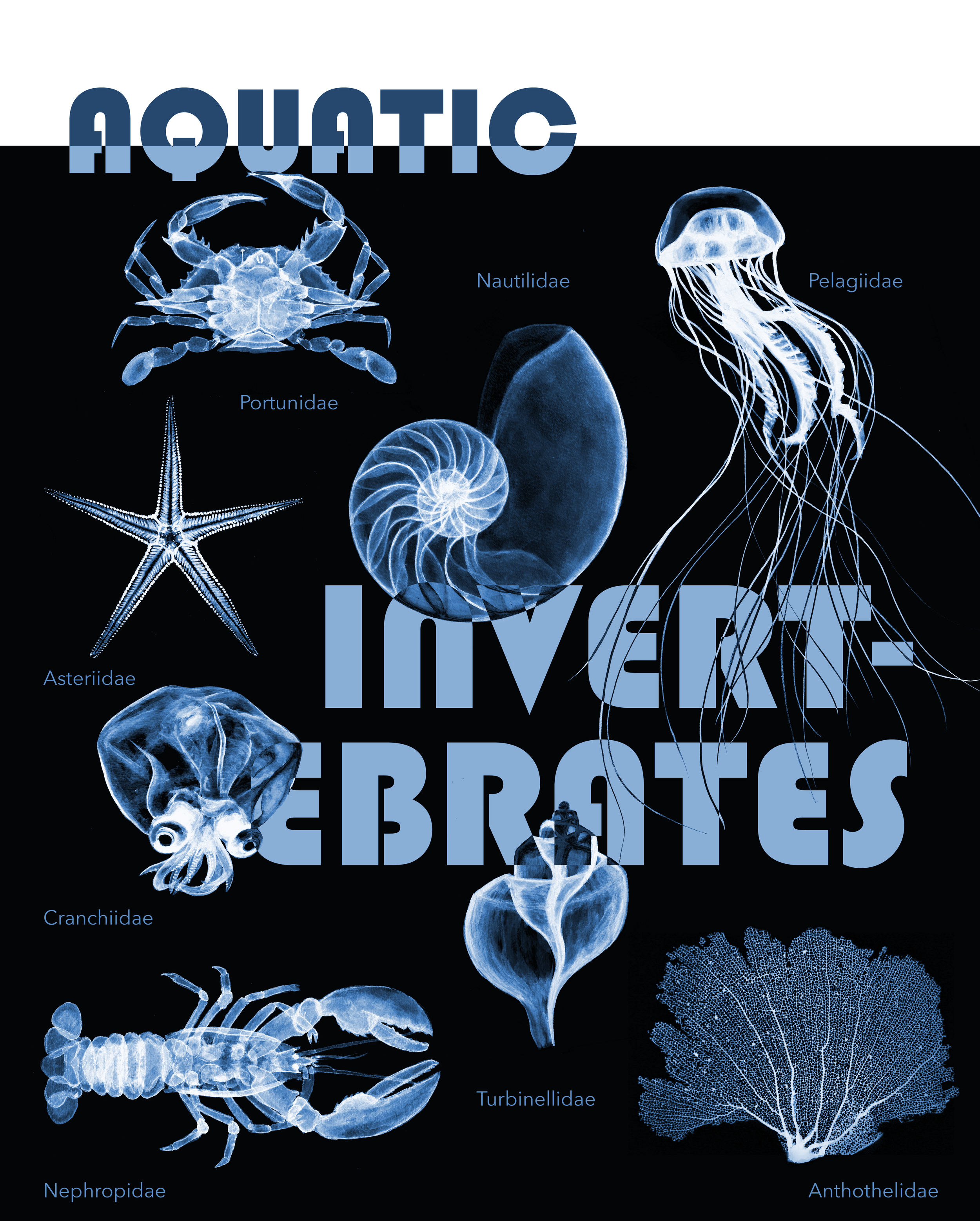 invertebrates3-01.png