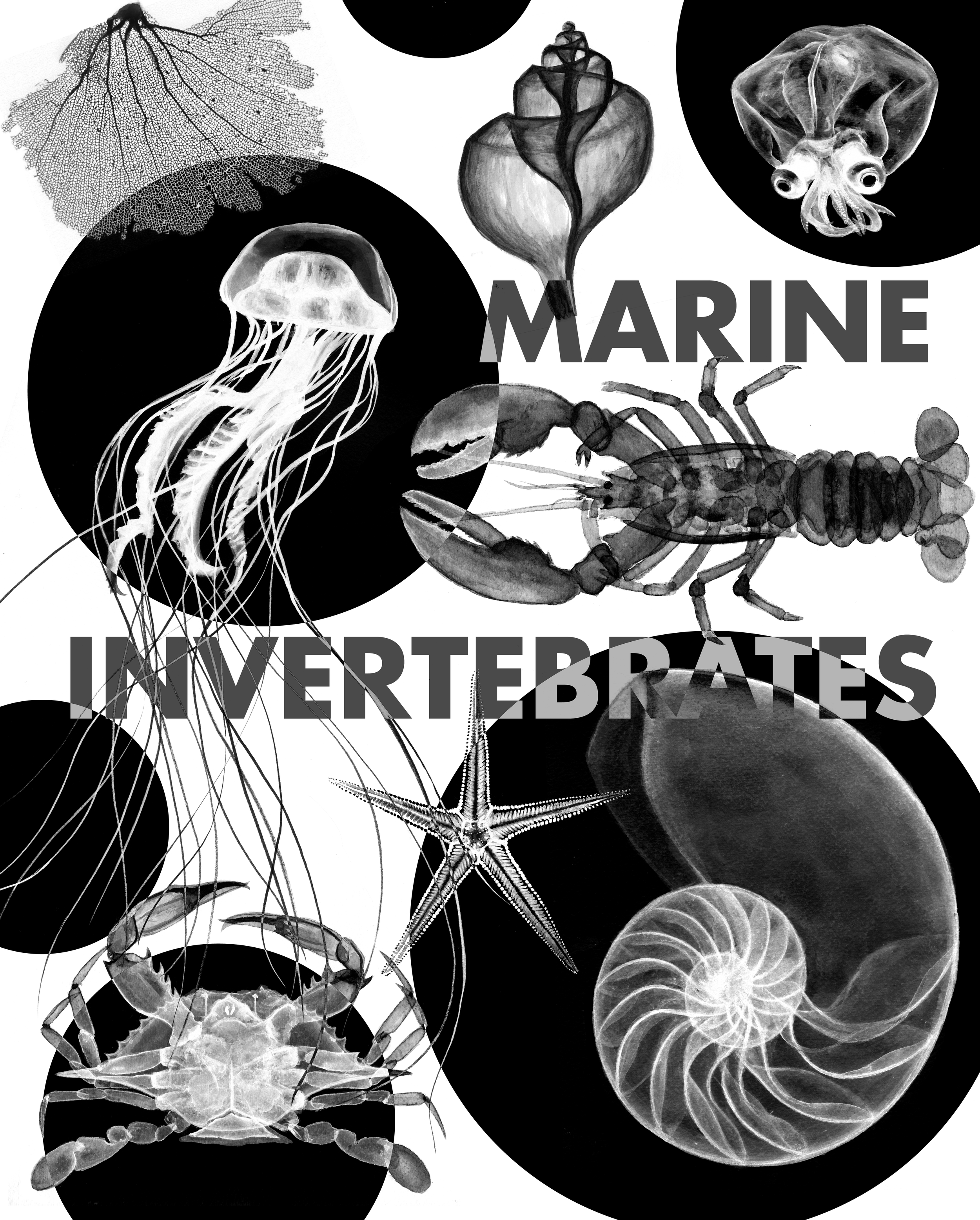 invertebrates4-01.png