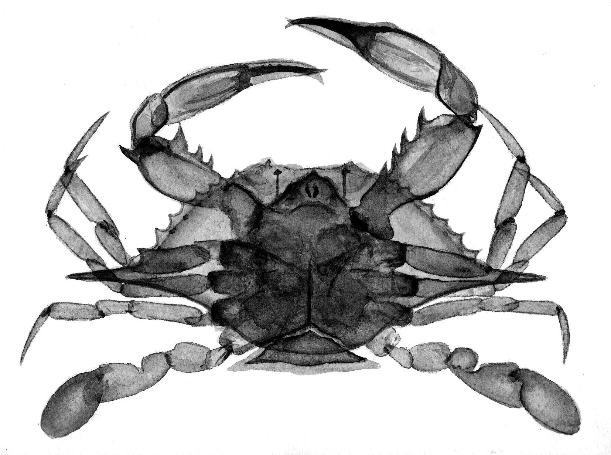 crab2.jpg