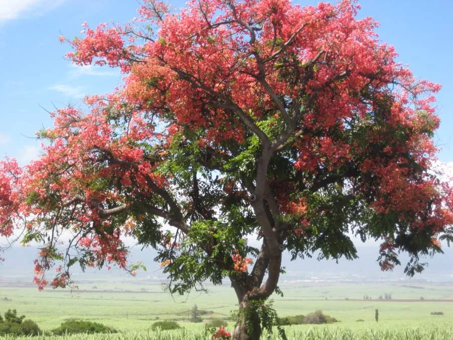 hawaiian-shower-tree.jpeg