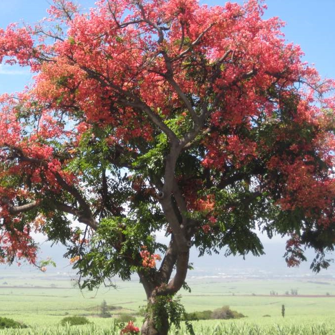 hawaiian-shower-tree.jpeg