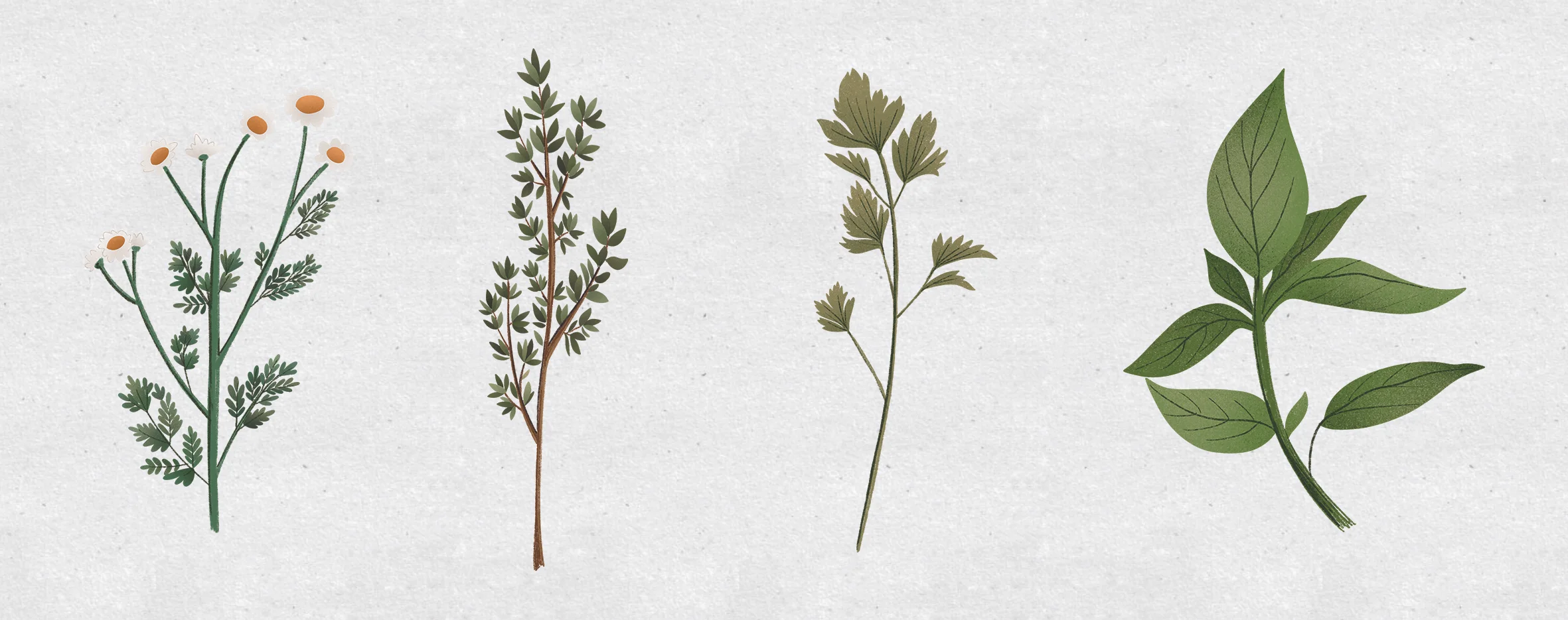 plantas2.jpg