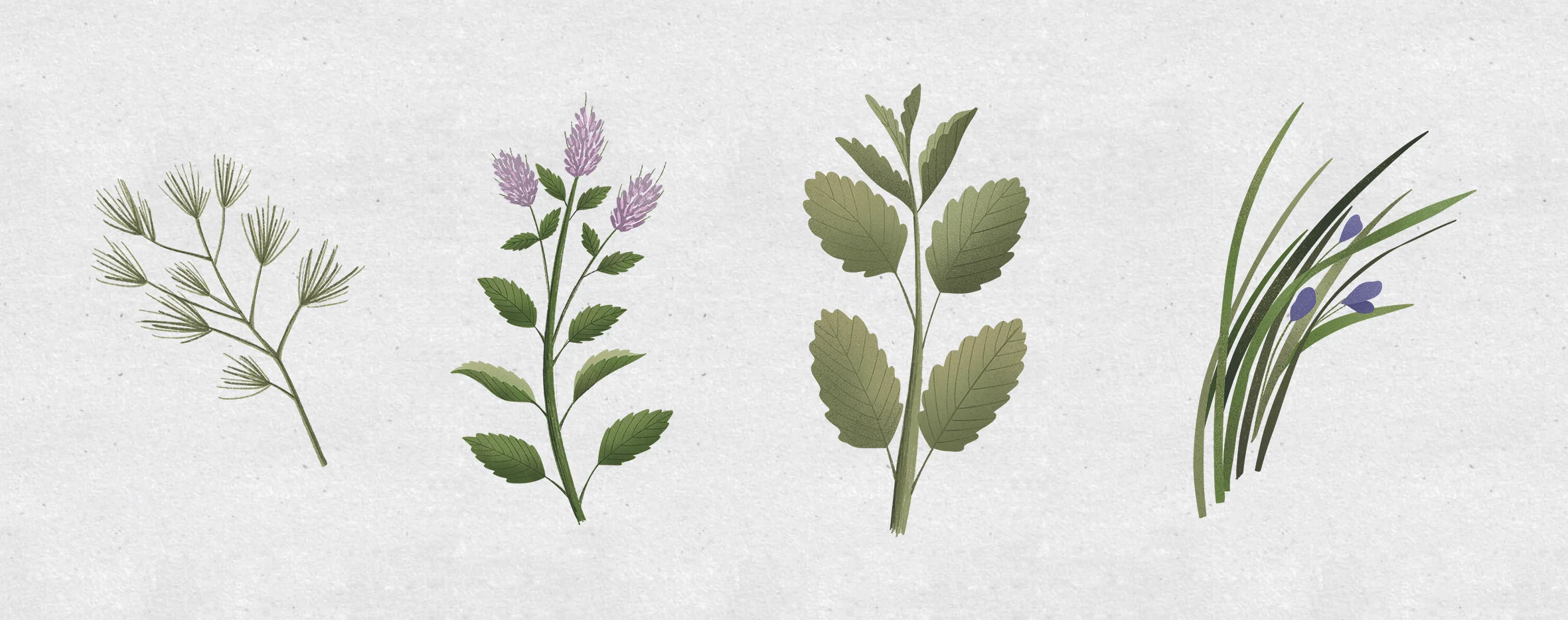 plantas3.jpg