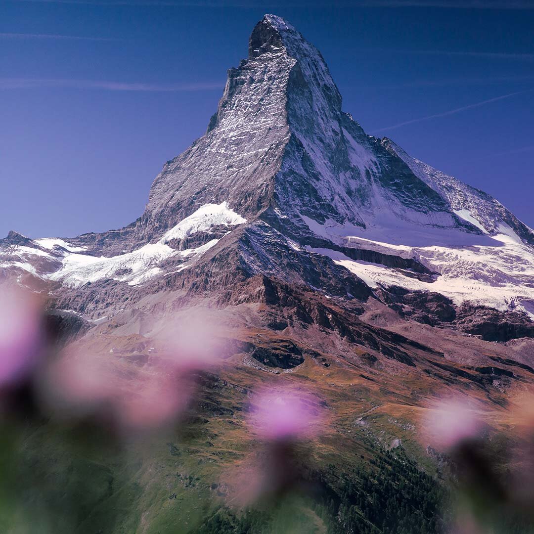 Matterhorn flowers_v03_1x1.jpg