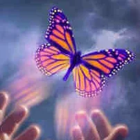 Touching Butterflies
