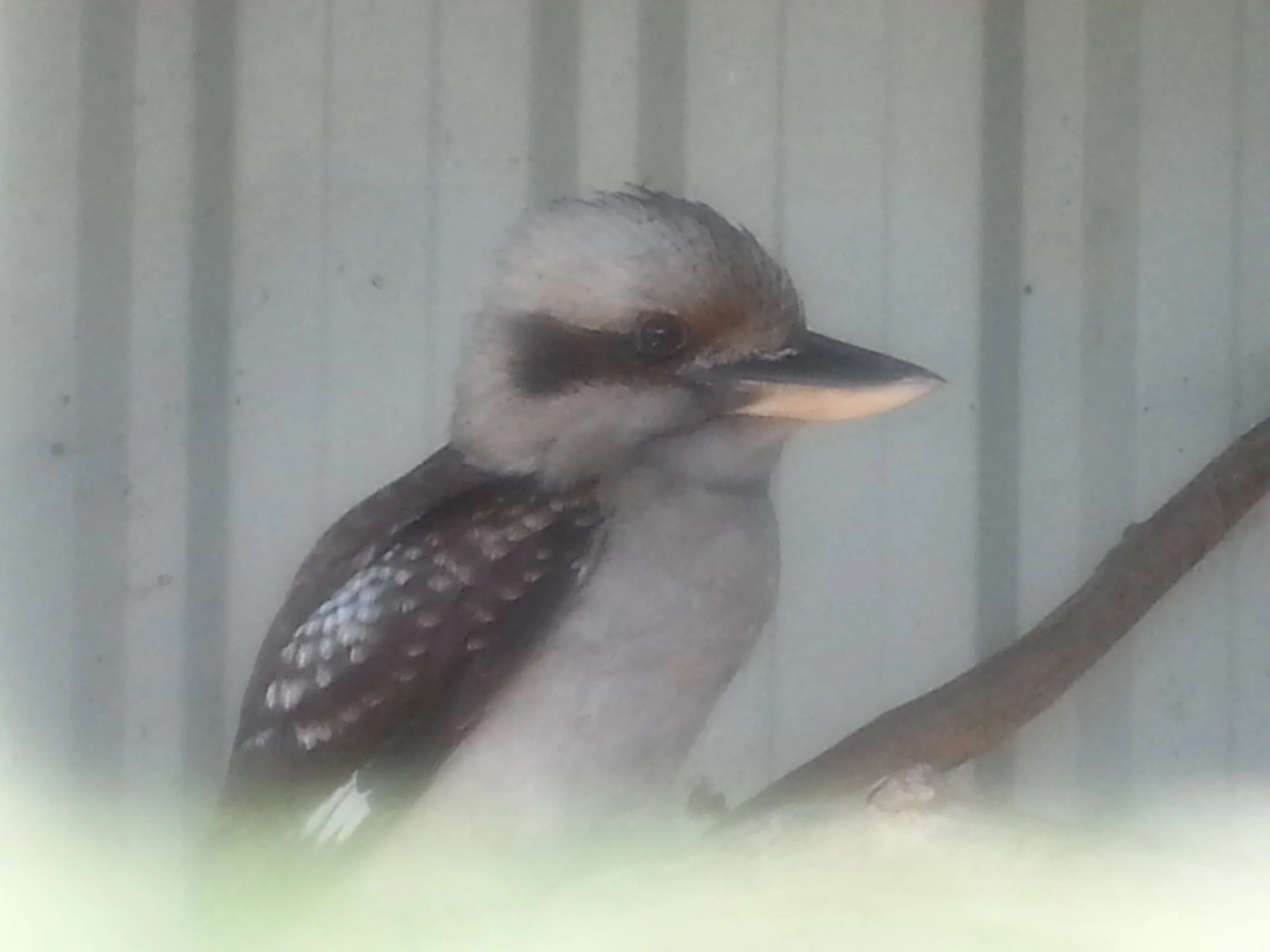 Kookaburra