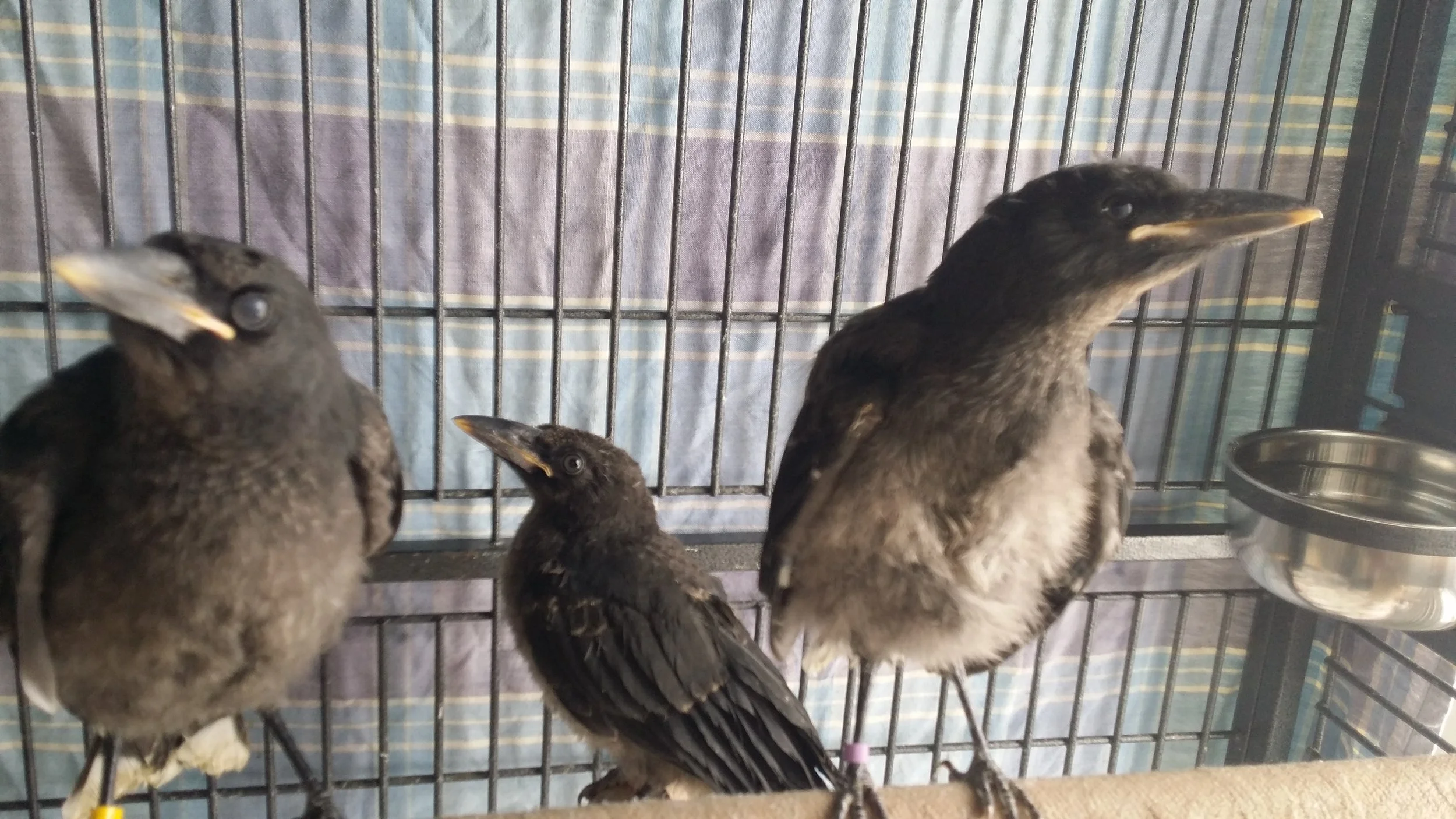 Juvenile Currawongs