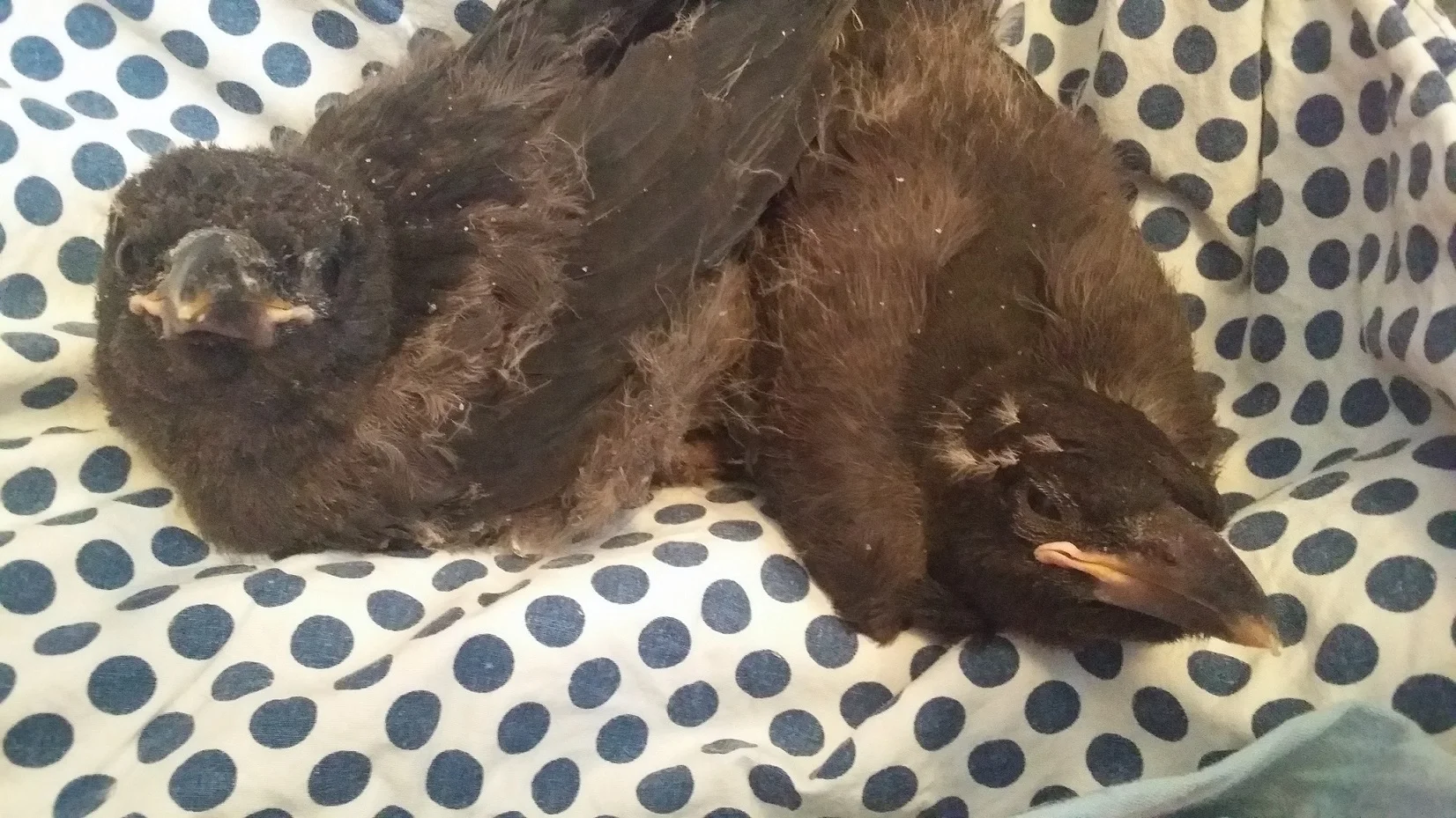 Currawong chicks
