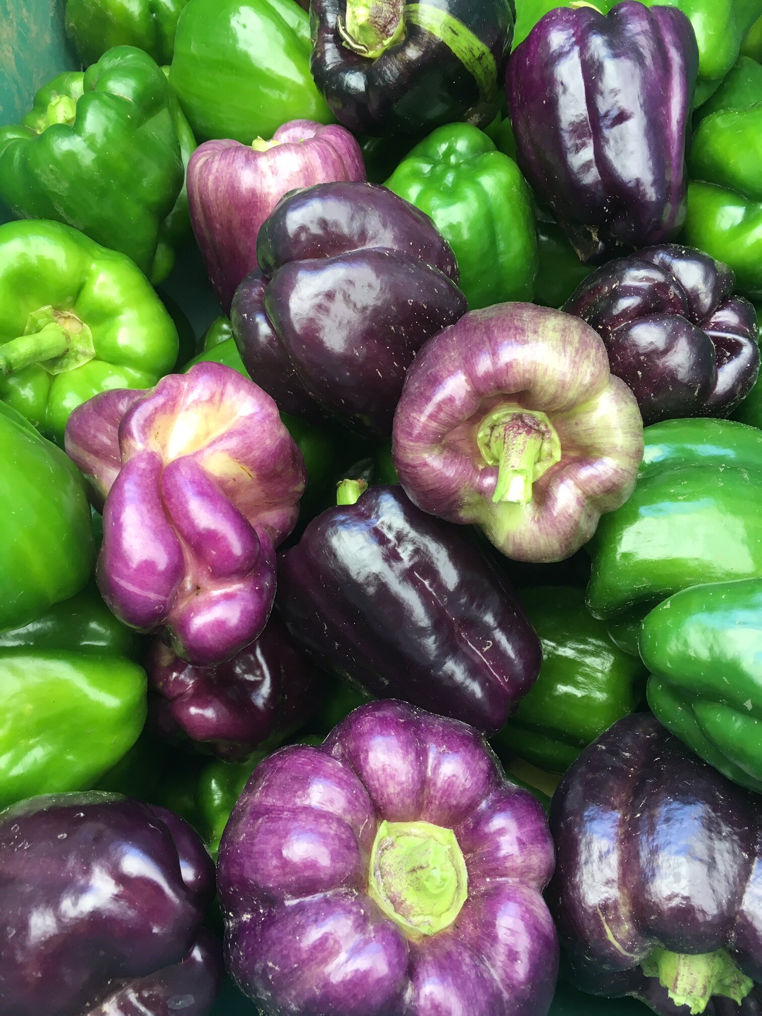 purple and green peppers.jpg