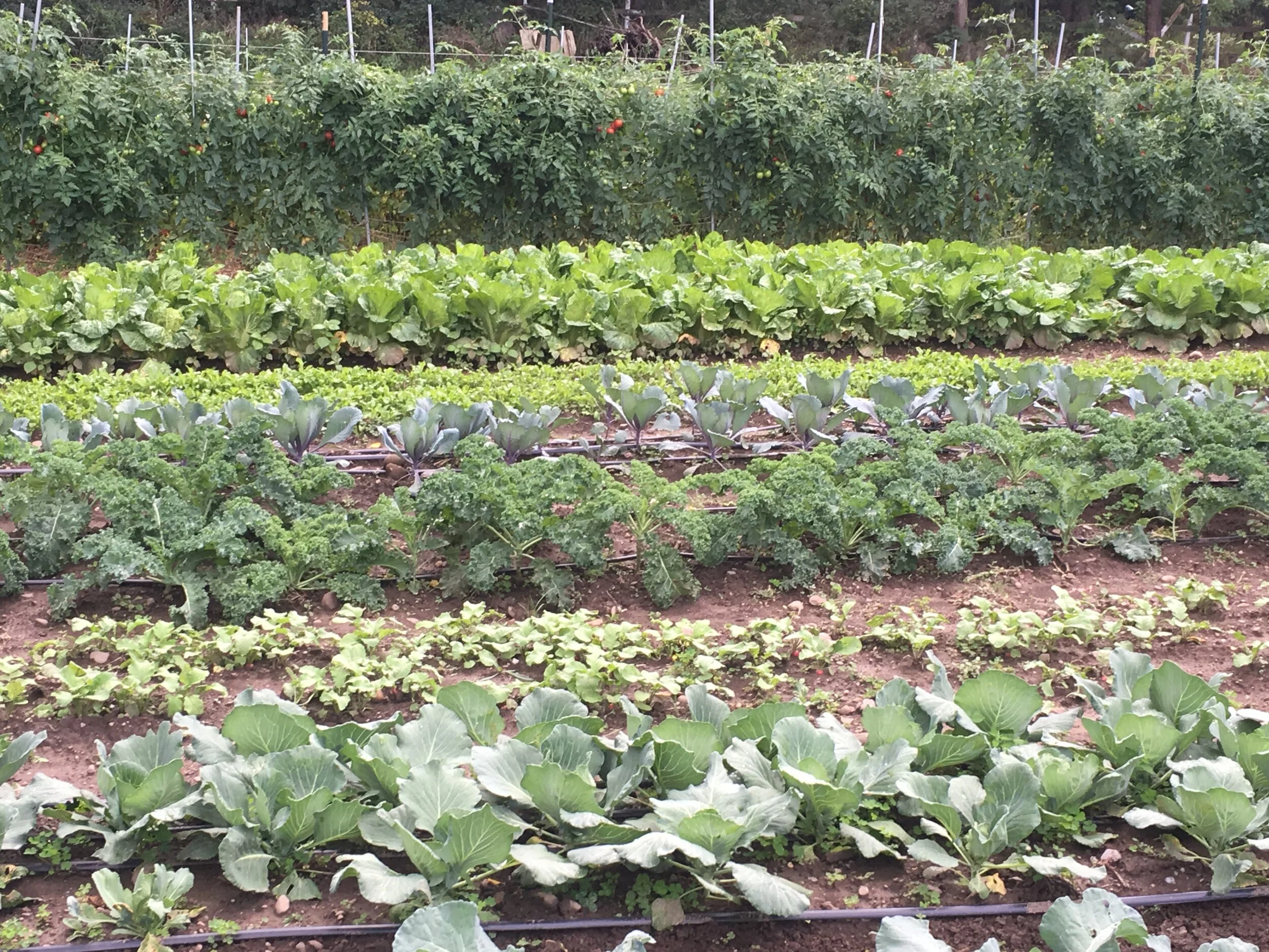 brassica and tomato field.JPG