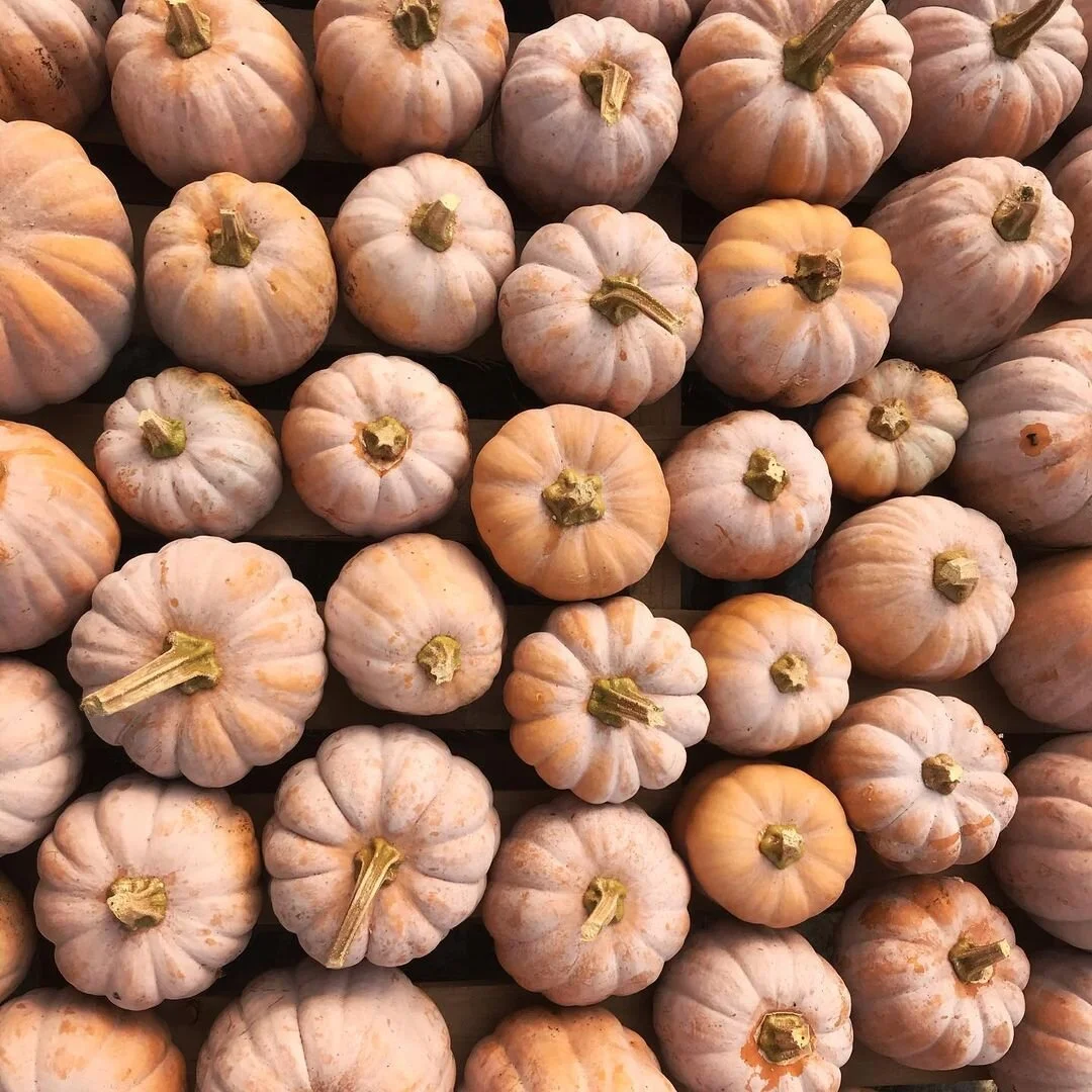 autumn frost.jpg