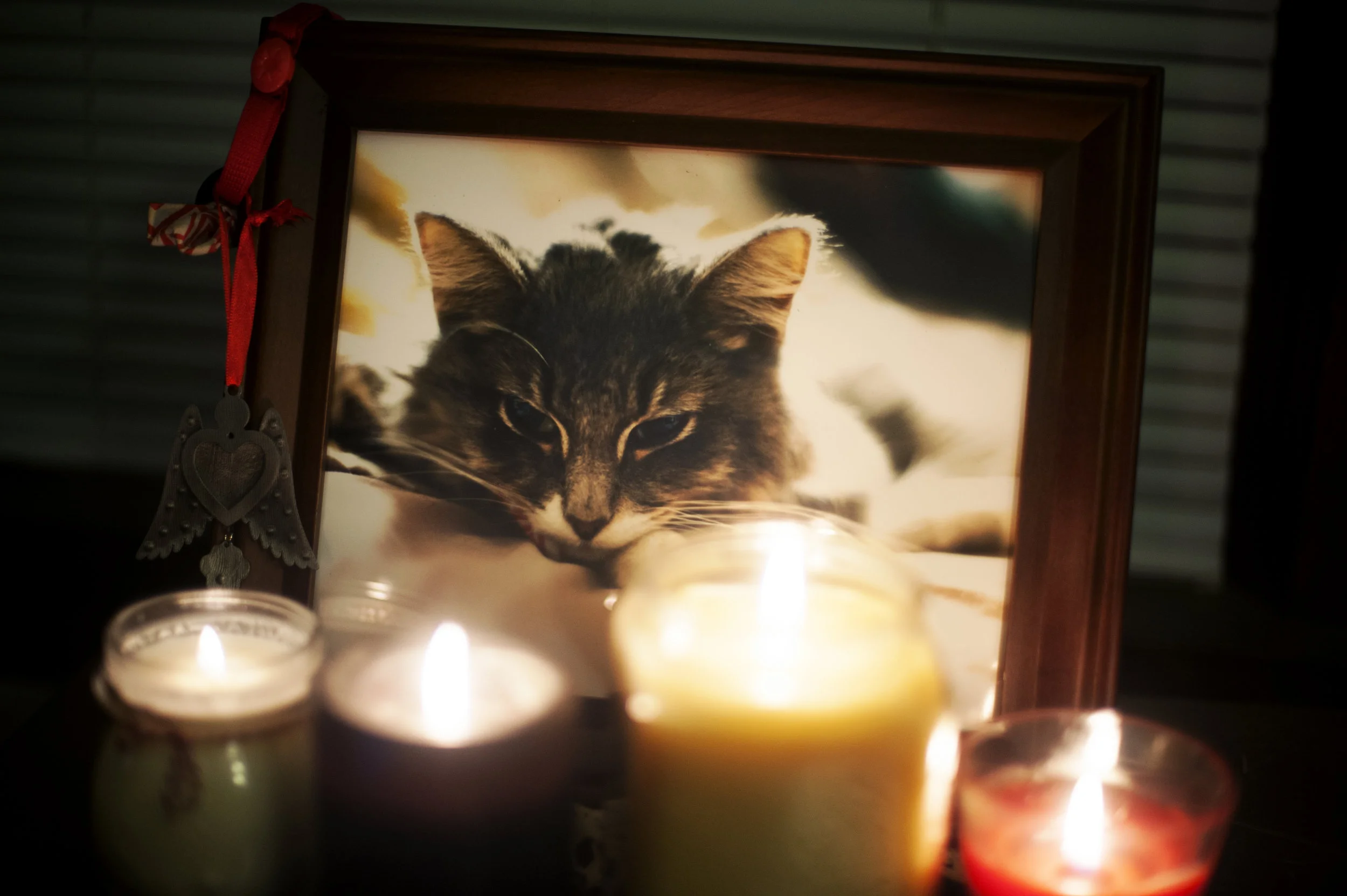This is from our "Meowmorial"...we shared drinks and told stories in his memory.