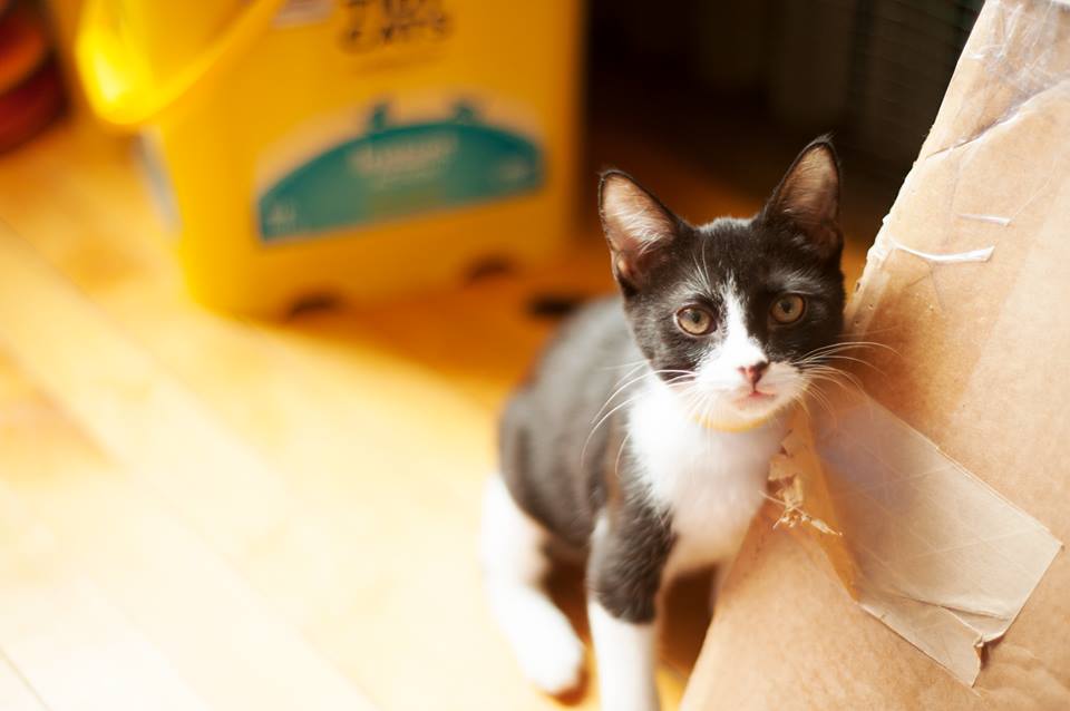 underkitten2.jpg
