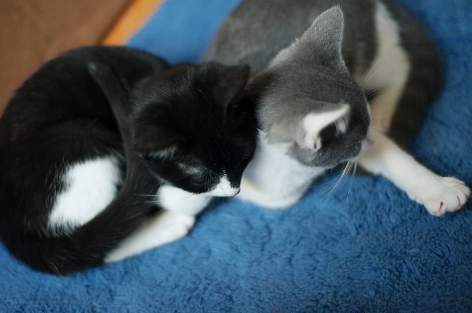 underkitten7.jpg