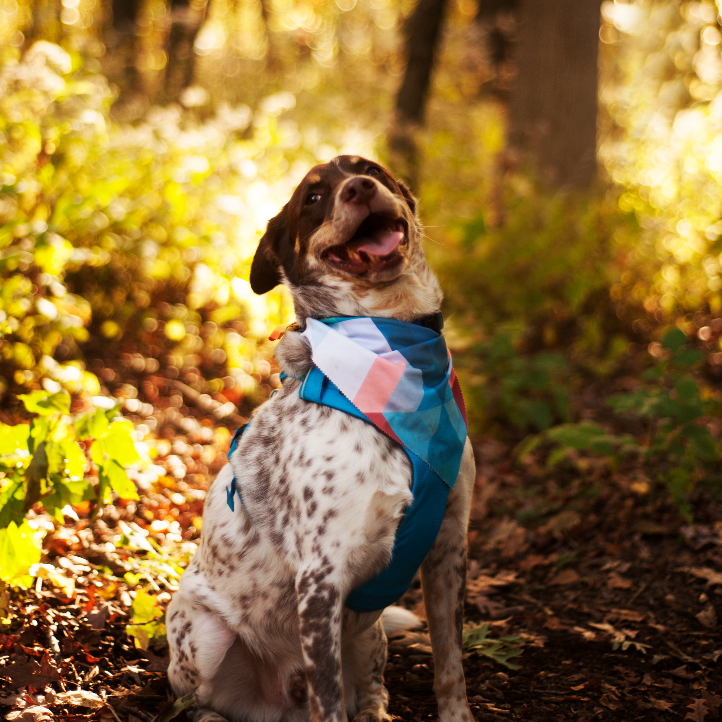 Bullett is wearing a cooling bandana from Geopetric . Get yours 20% off with the code BULLET&EOWYN.