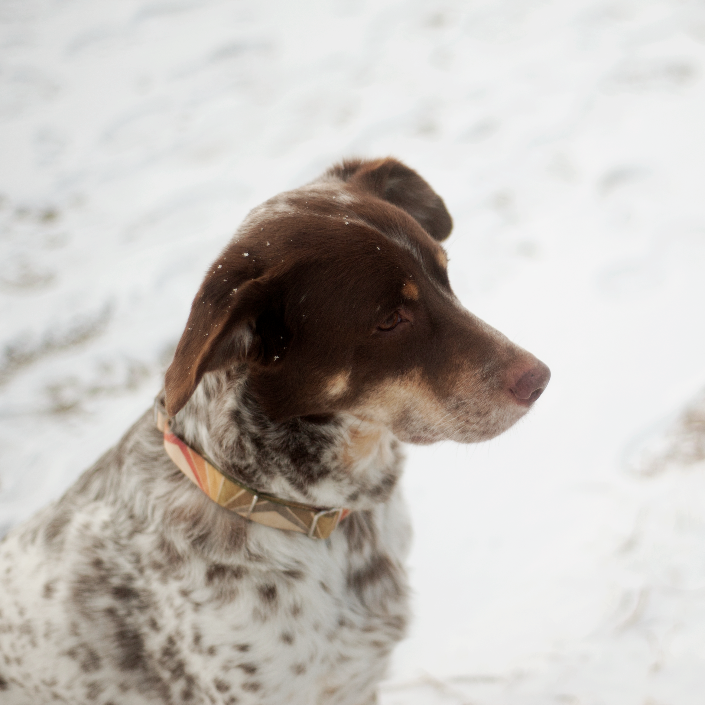 bullett_snow_02.png