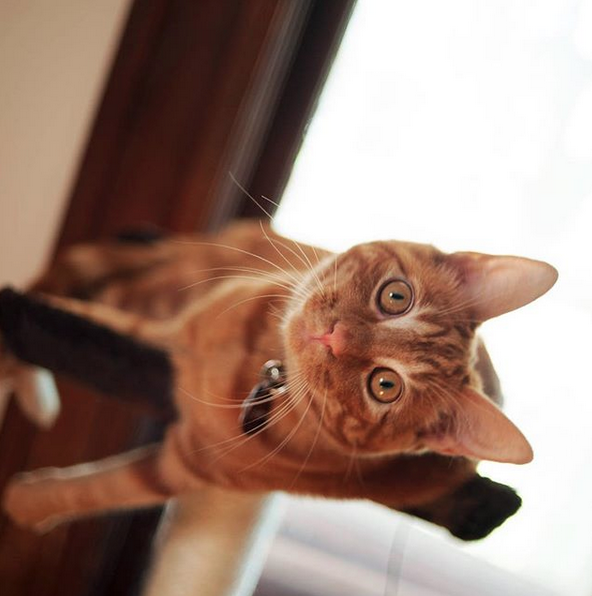 Eowyn is a 1-year-old orange tabby cat rescued from Alabama by Underdog Pet Rescue. She came to Wisconsin at less than 8 weeks old with her brothers and was adopted by our family to keep Bullett company. She is incredibly social, friendly, confident, playful, and quite the foodie (she will climb right up your arm and try to steal food from your mouth--especially cheese)! She enjoys naps on laps, crinkle balls, catnip, cheese (duh), sprinting around the house like an idiot, and doing parkour off the furniture. FEATURED BLOG POSTS Hello, Eowyn! Eowyn's 1st Adoption Day Anniversary