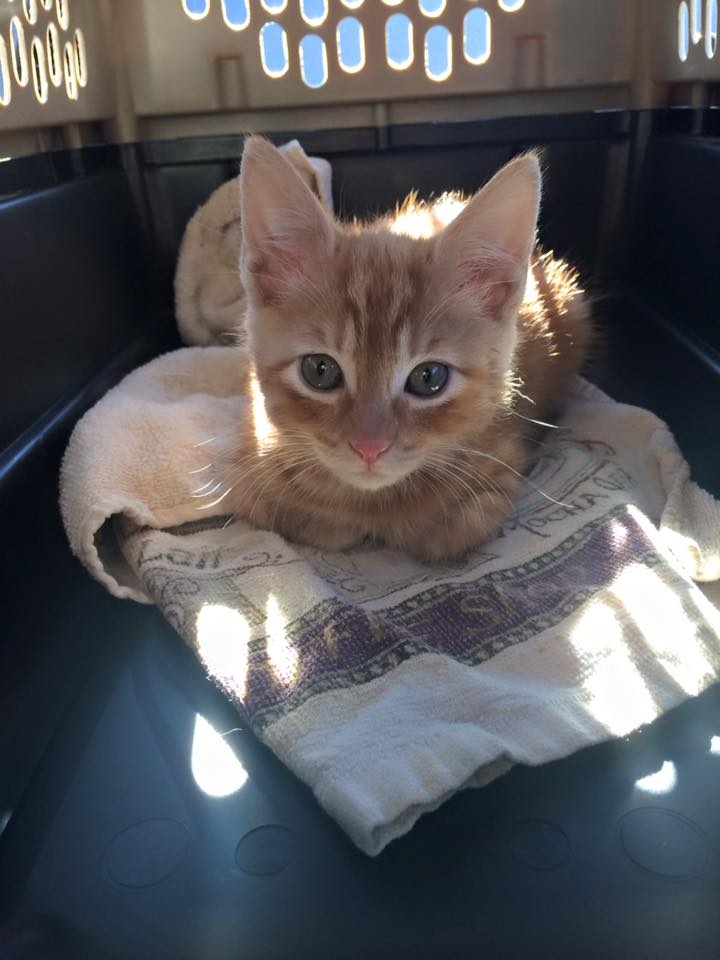 Eowyn on her way to her forever home (with us)