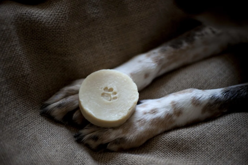 bubbledog01.jpg