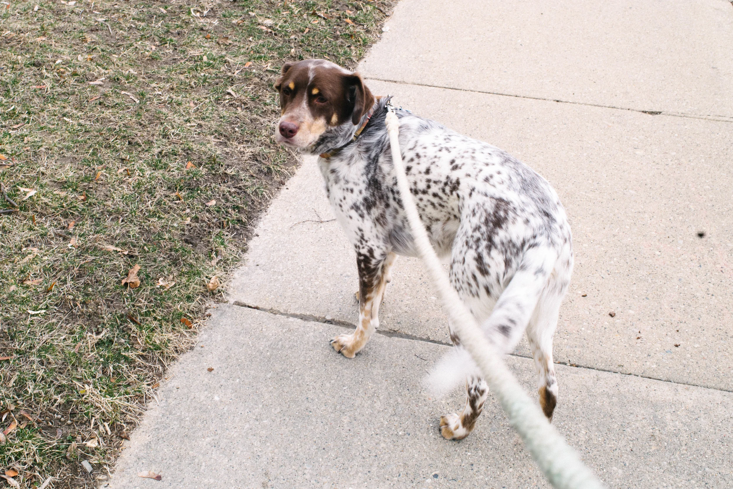 Bullett on a walk with our cotton rope lead. He doesn't like being still for pictures :-p
