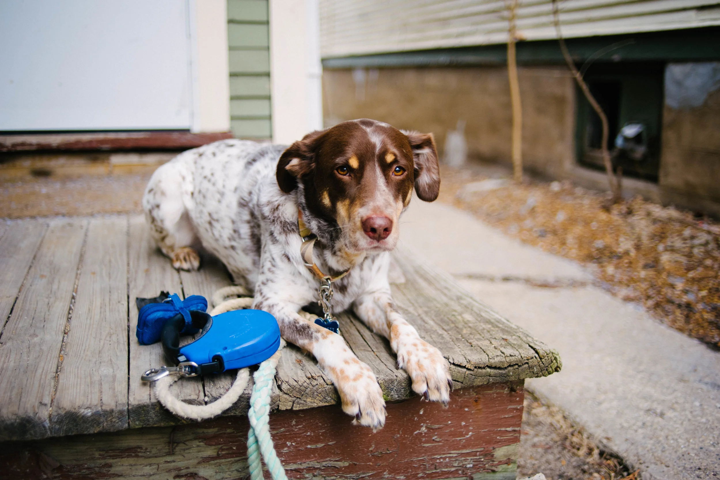 Do you use a fixed-length leash or a retractable leash? There is a reason Bullett is currently attached to the fixed-length here (also our neighborhood is not aesthetically pleasing right now)
