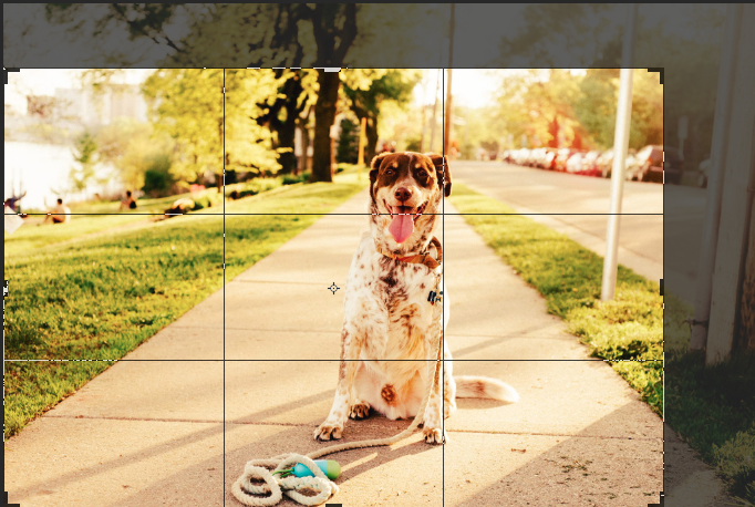 How handy is it that the crop tool has a grid in thirds!?