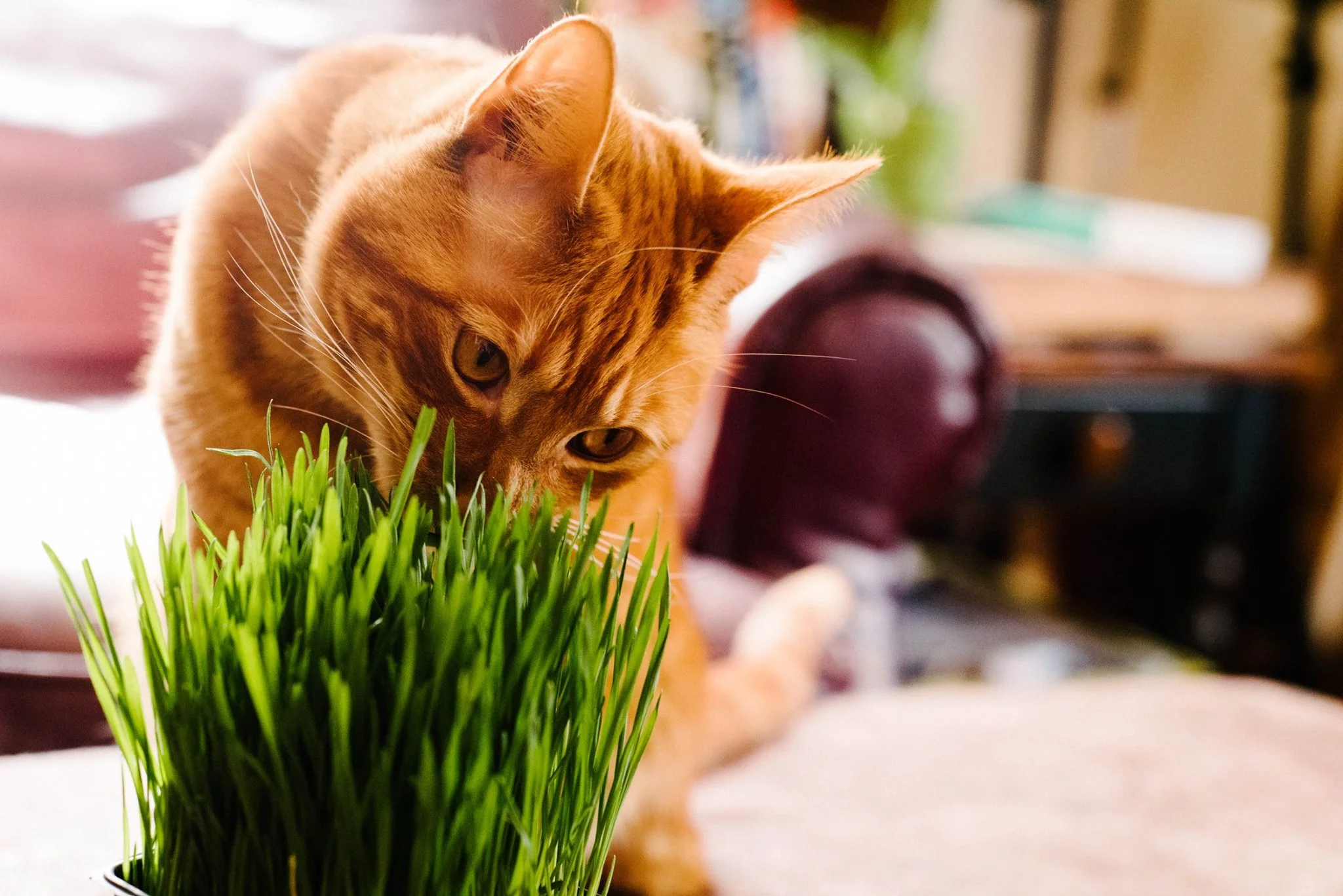 farmersmarketblog-catgrass2.jpg