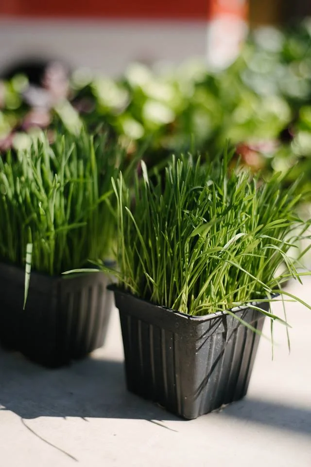 farmersmarketblog-catgrass.jpg