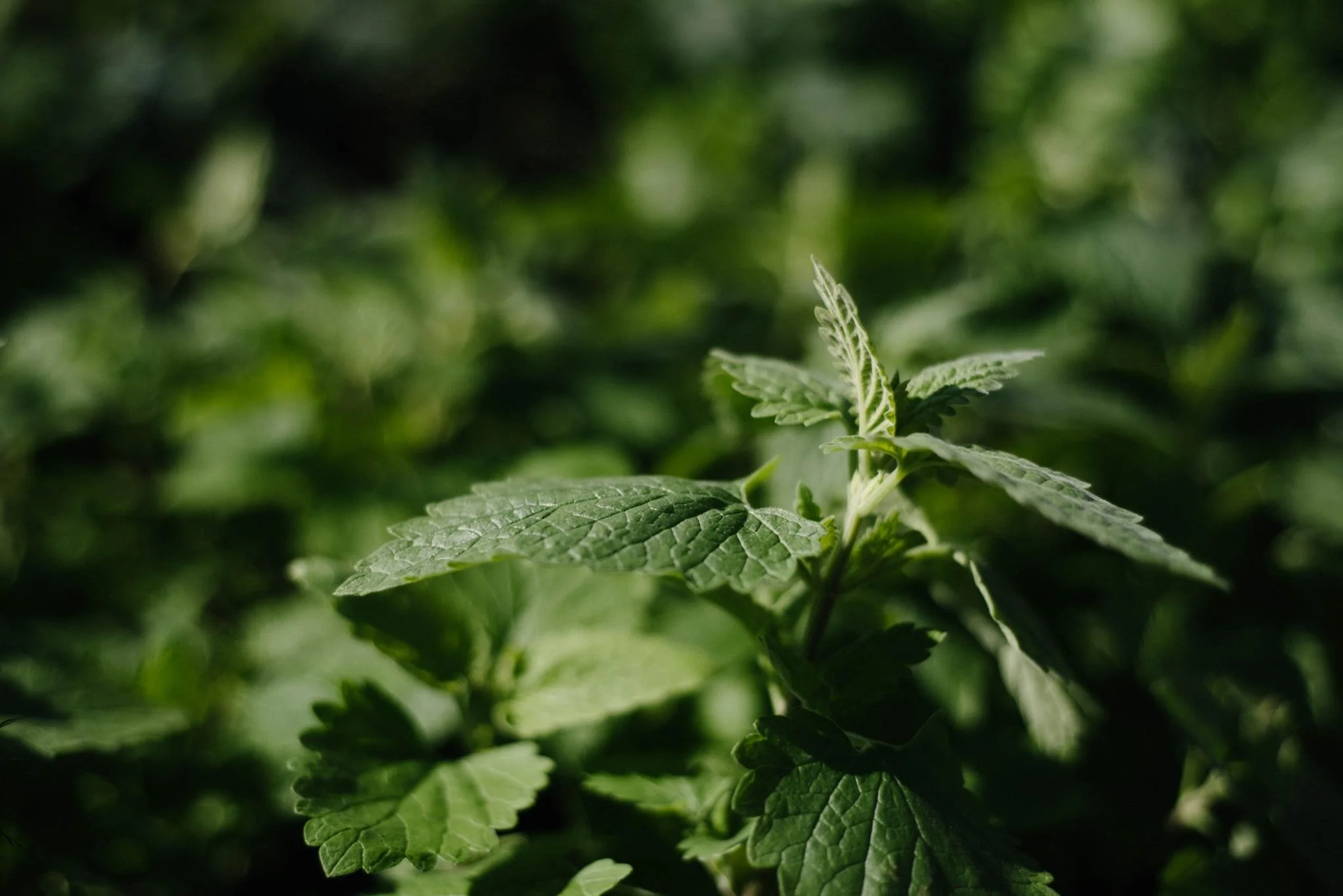 farmersmarketblog-catnip.jpg