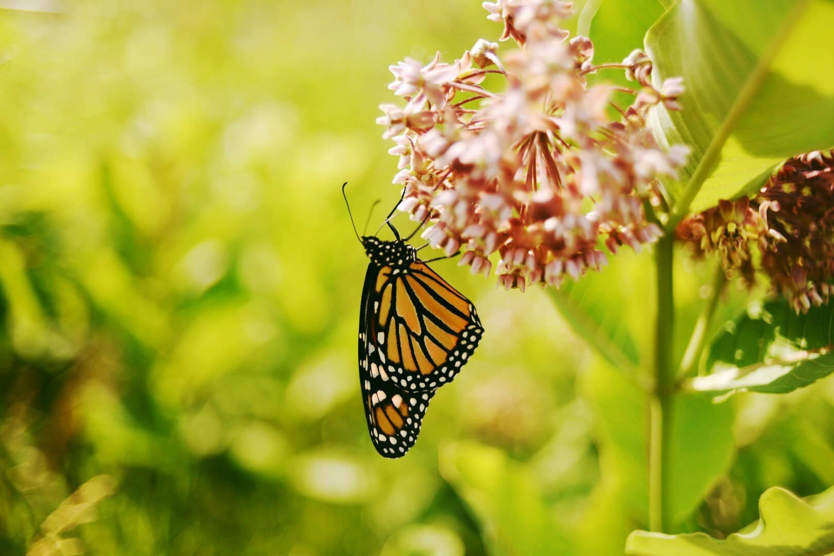 female-monarch-feeding.jpg