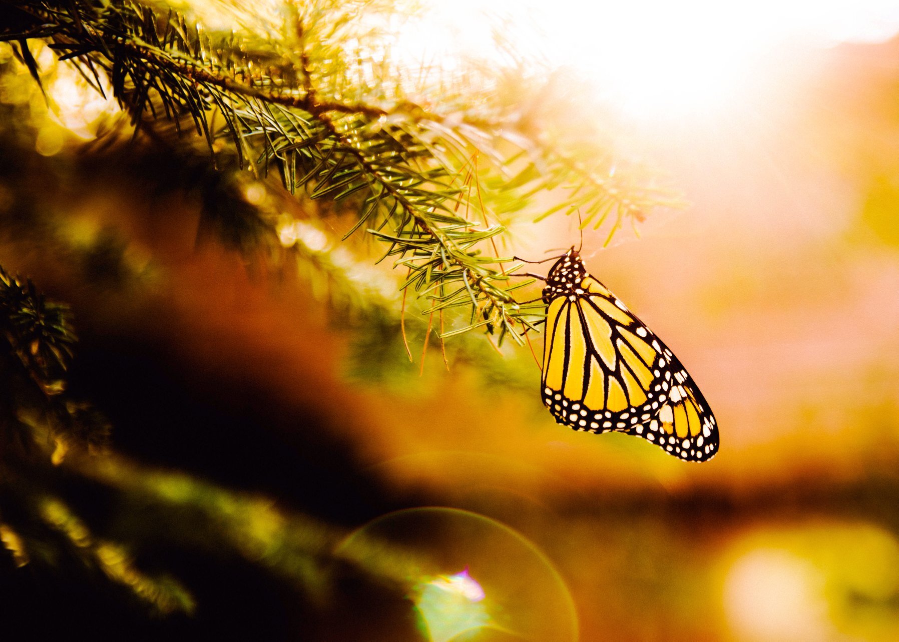 monarch-golden-hour.jpg