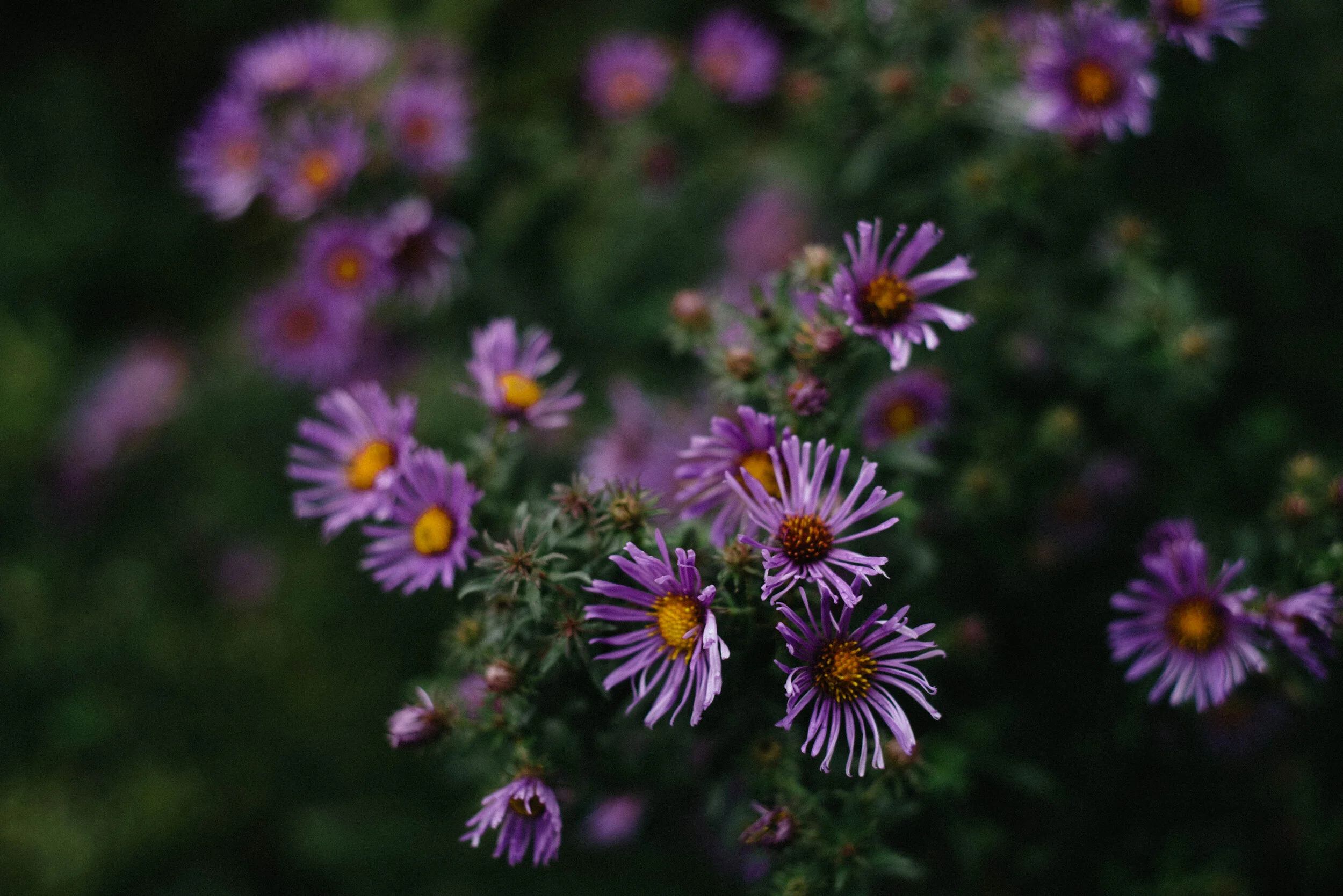 September (Summer-Fall) 2020: Life In Photos, Still Here....