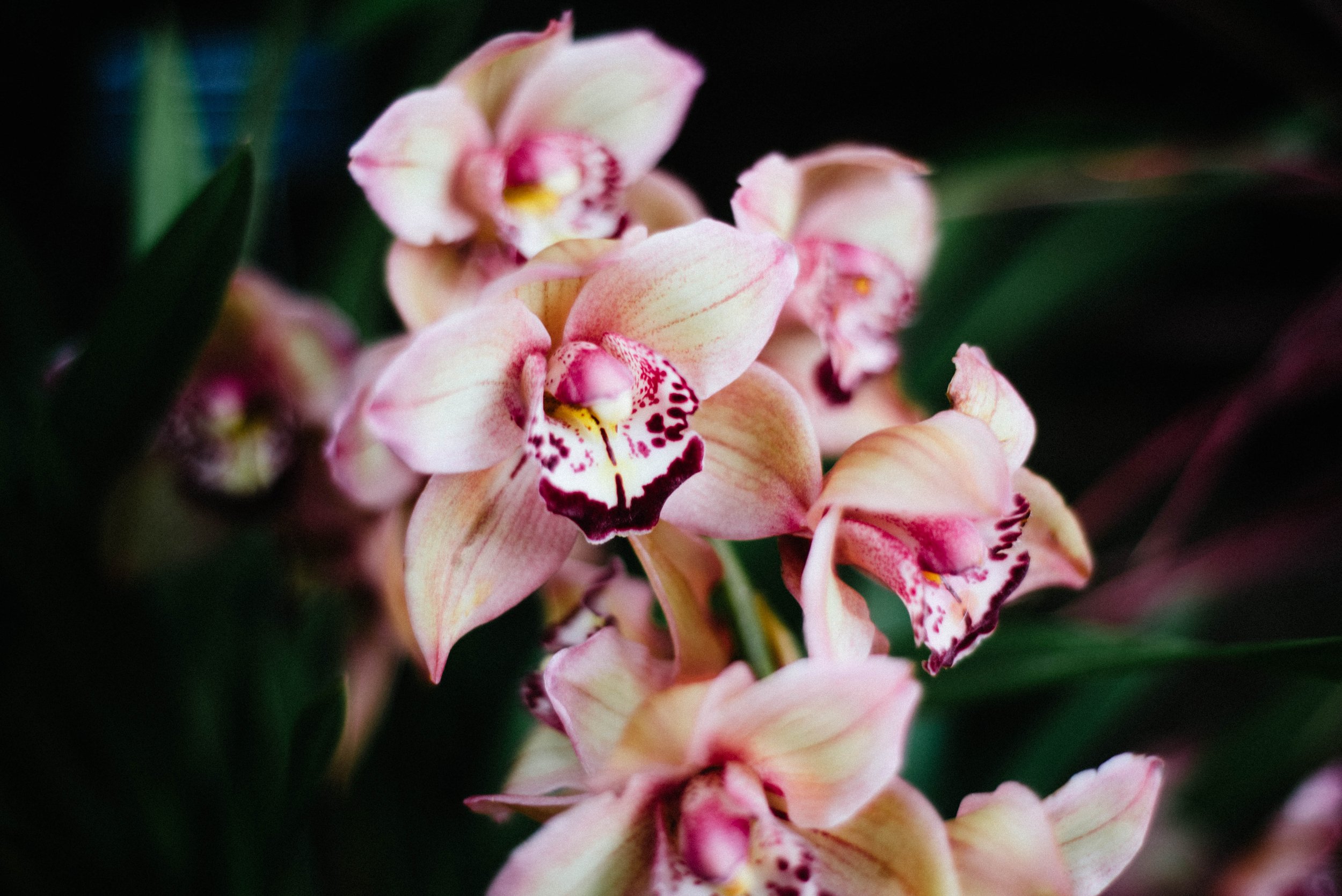 OrchidShow2022-82.jpg