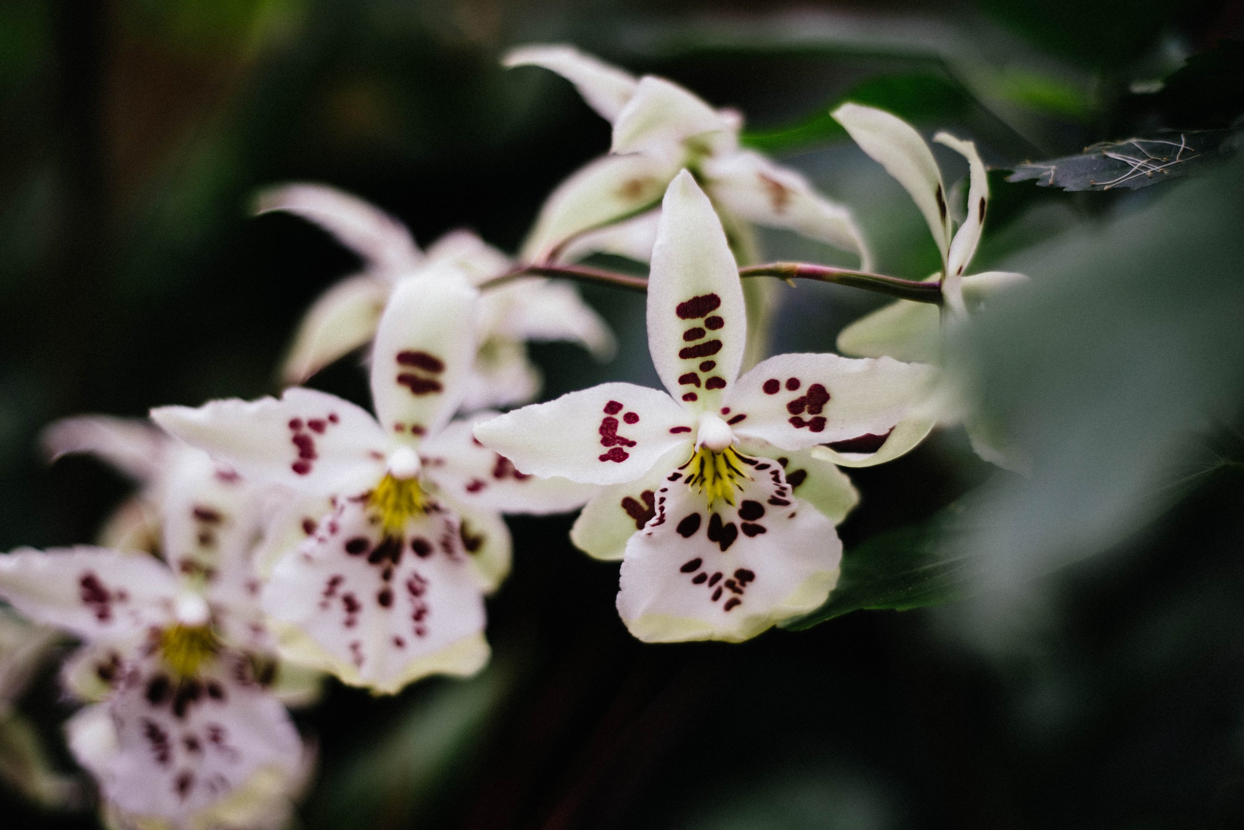 OrchidShow2022-88.jpg