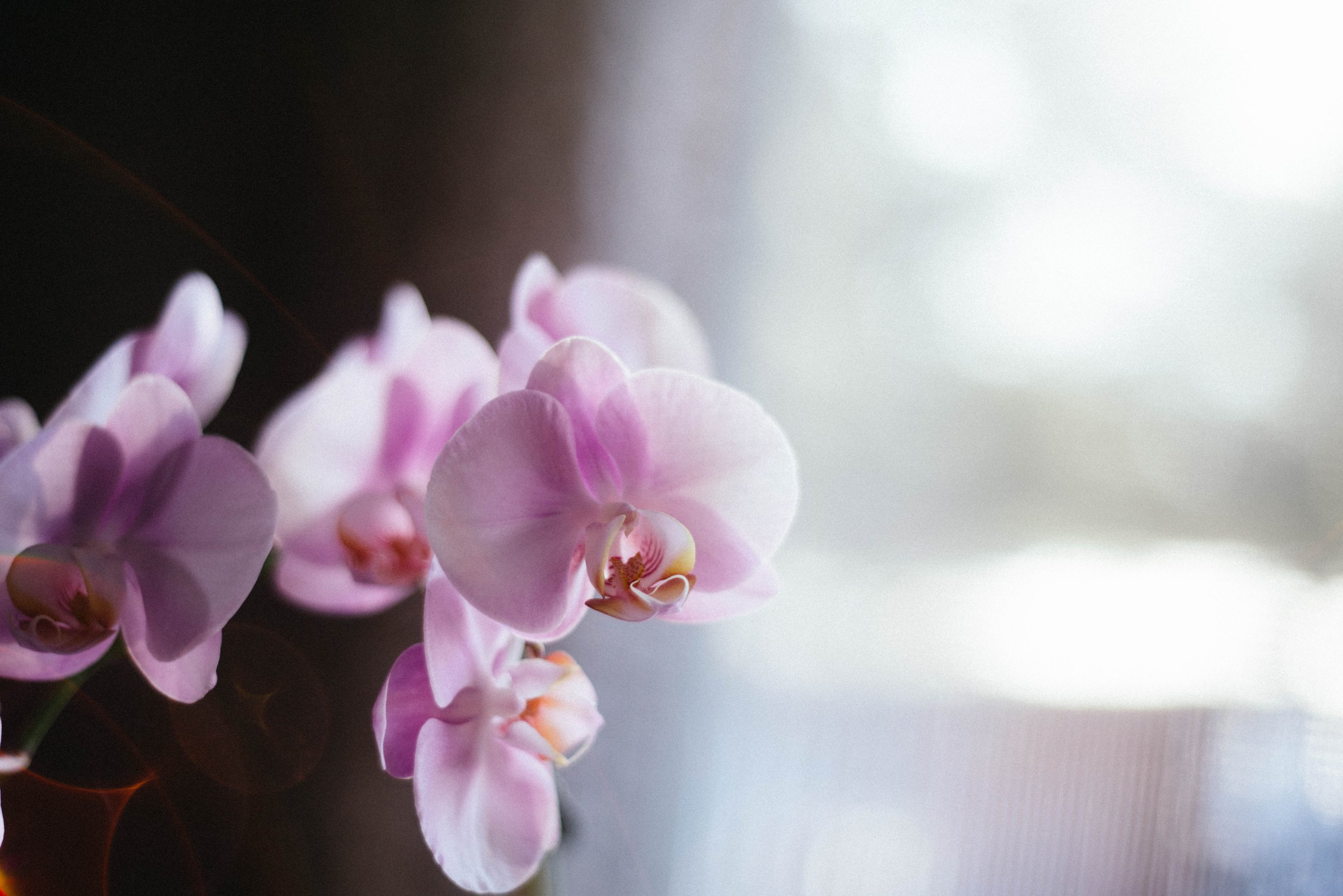 Orchid-9253.jpg