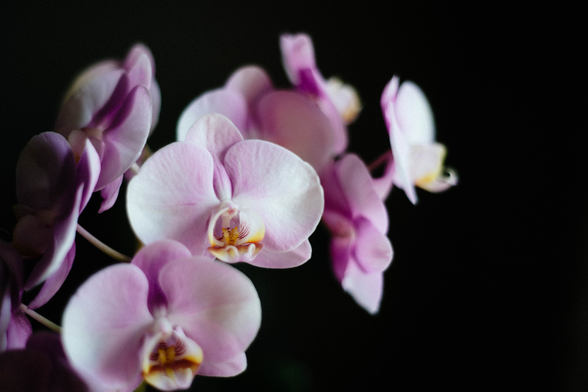 Orchid-9265.jpg