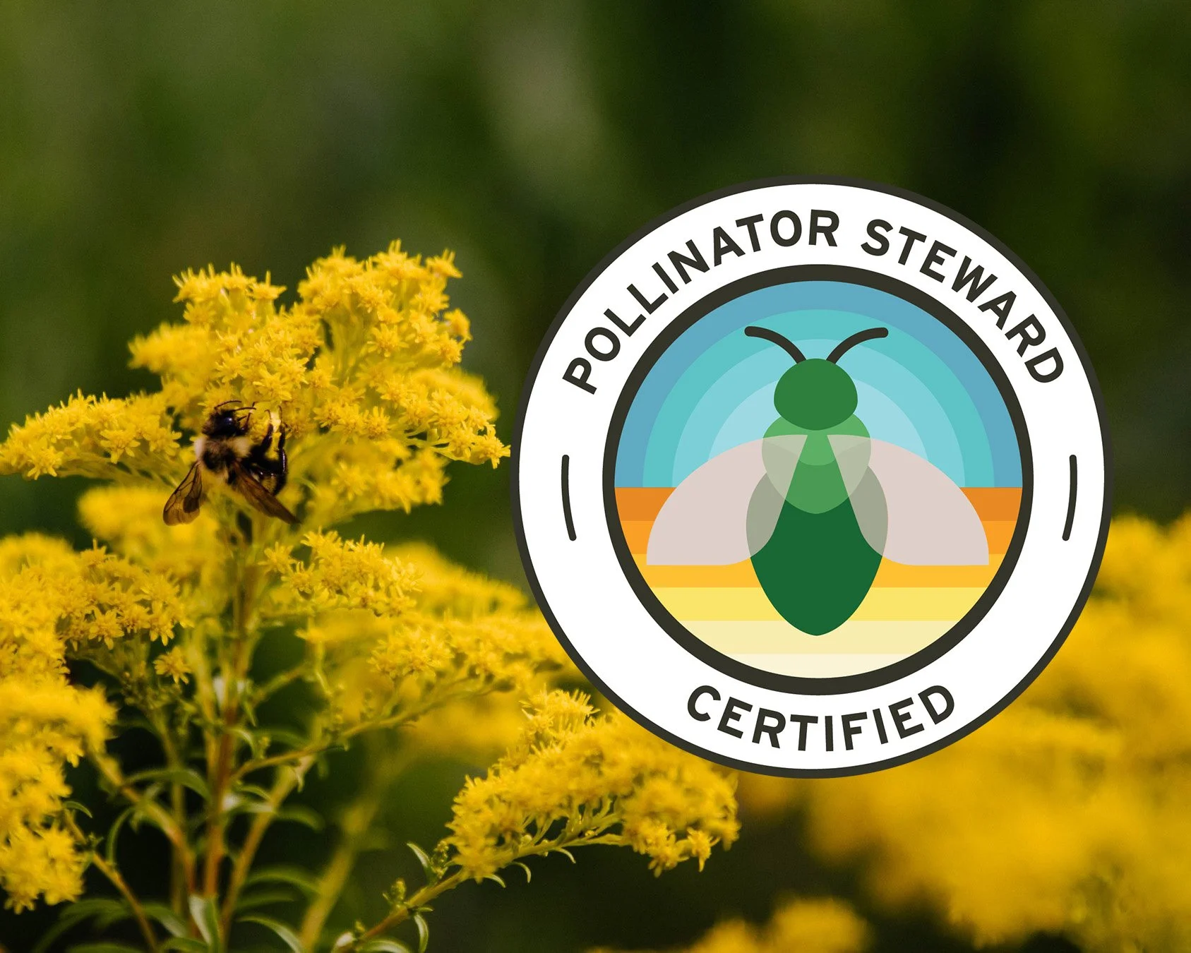 Summer 2024: Pollinator Steward Certified