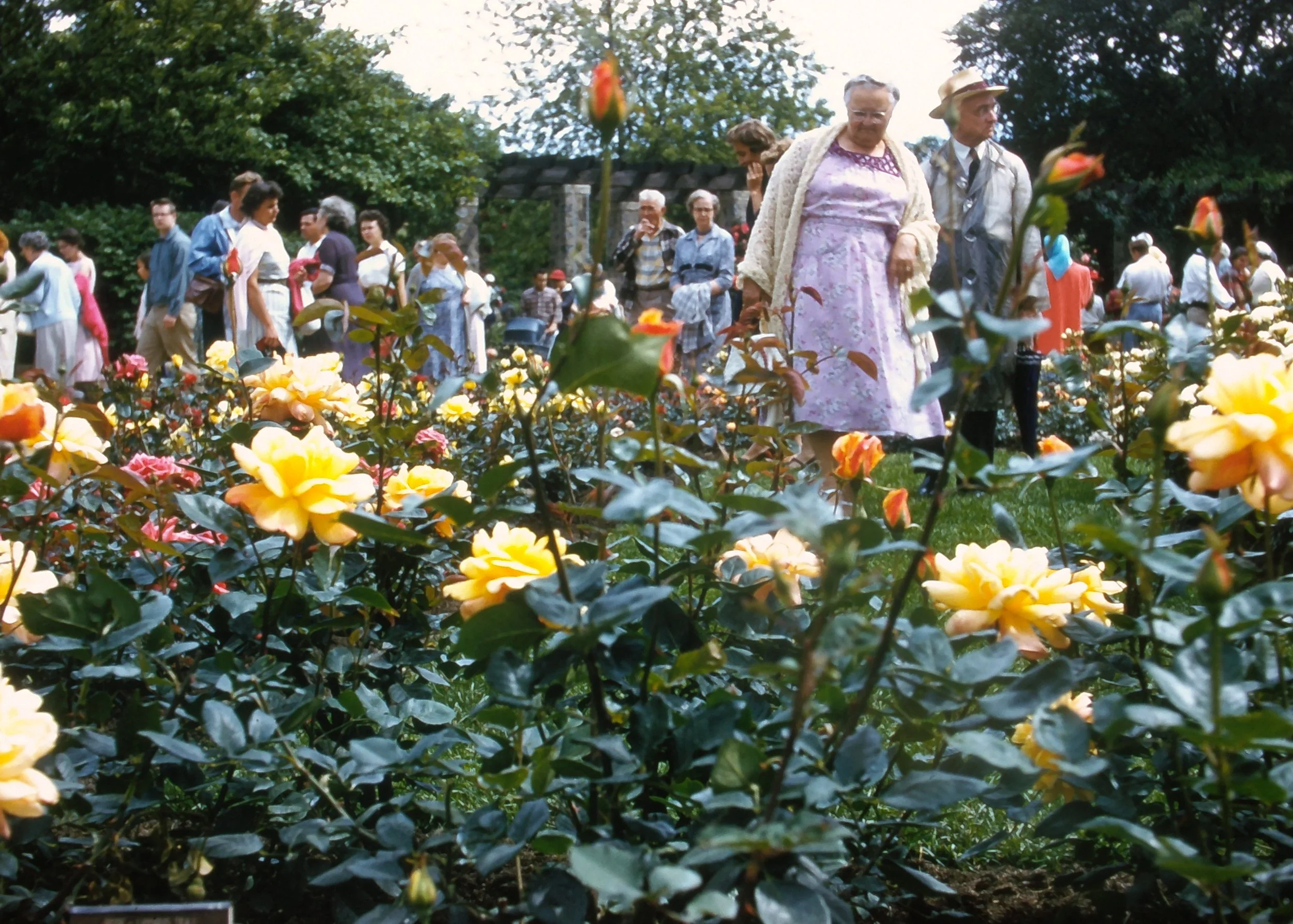 SLIDE_TonyIrma_WhitnallRoses.JPG