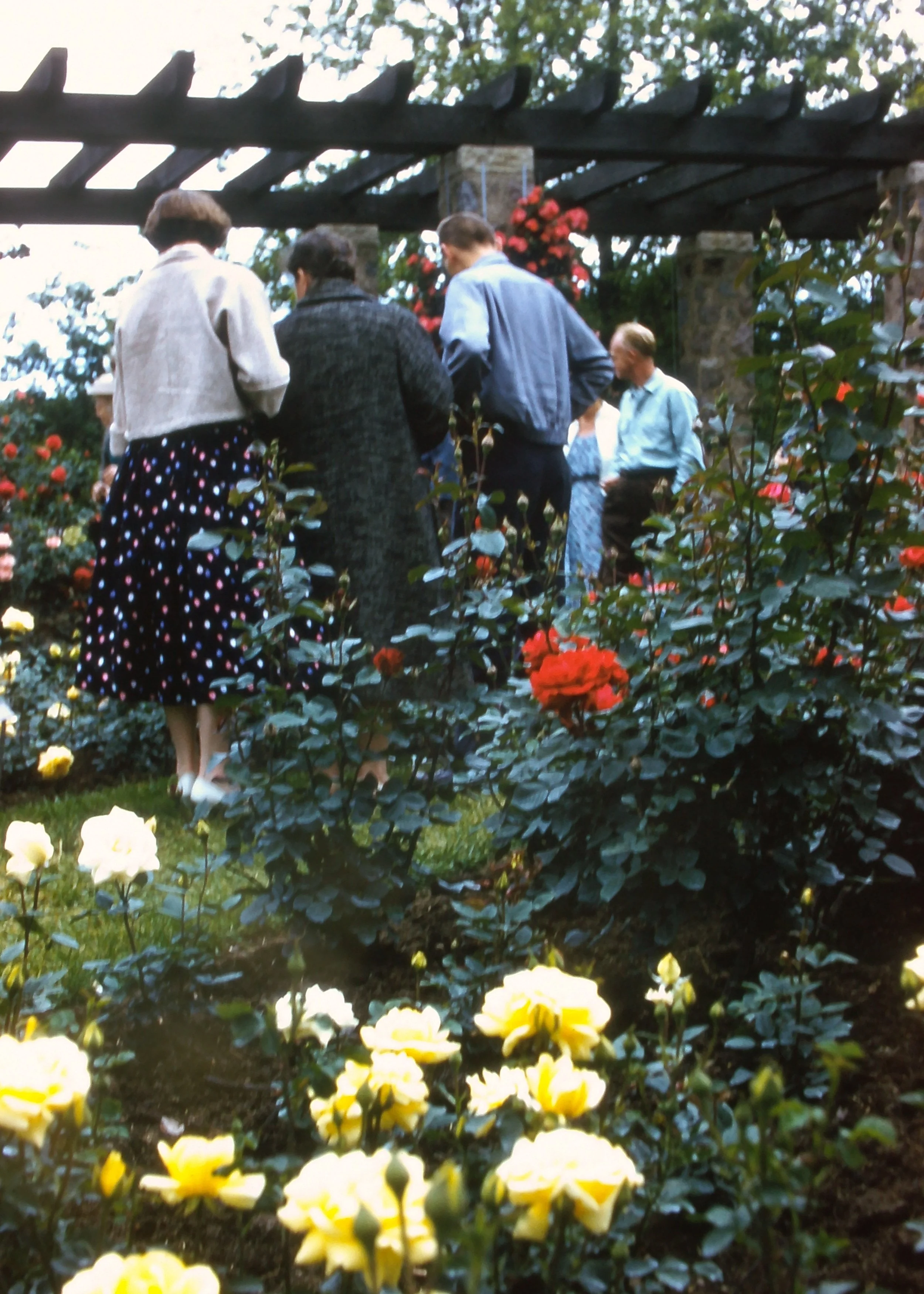 SLIDE_TonyIrma_WhitnallRoses2.JPG
