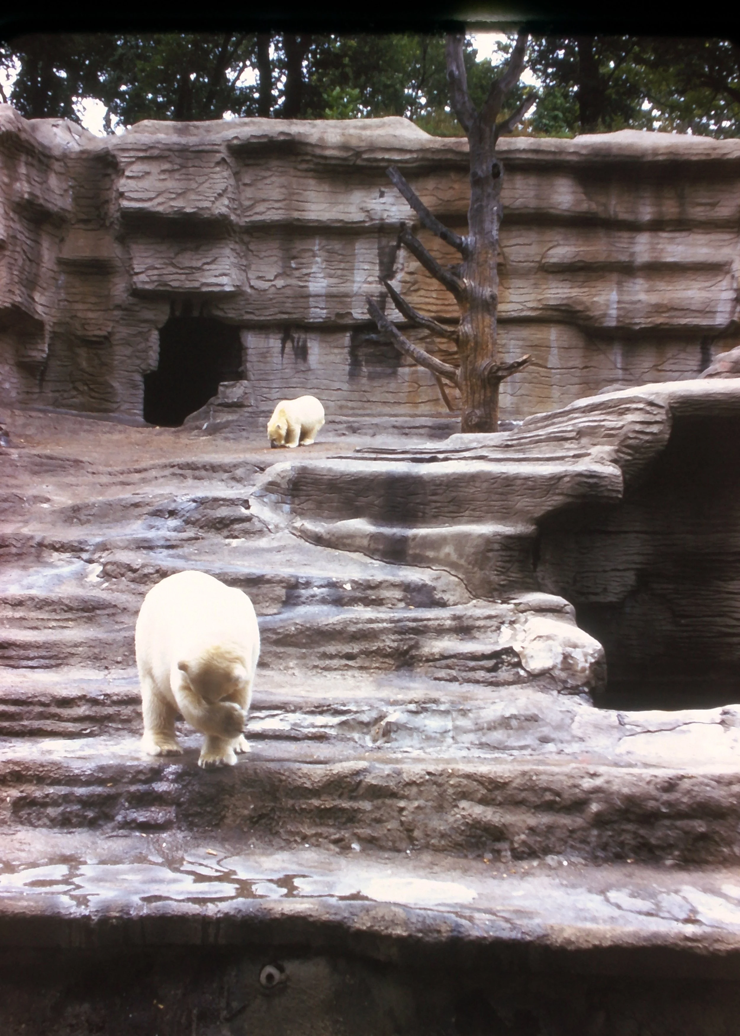 SLIDE_TonyIrma_Zoo.JPG