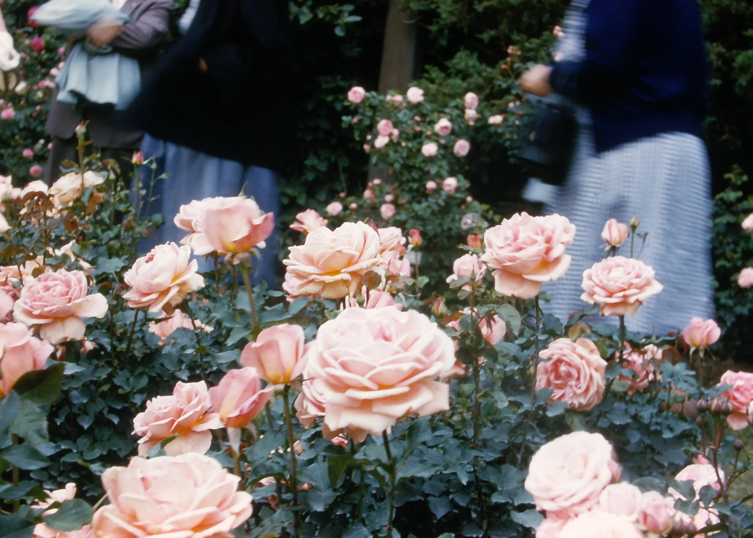 SLIDE_TonyIrma_PinkRoses.JPG