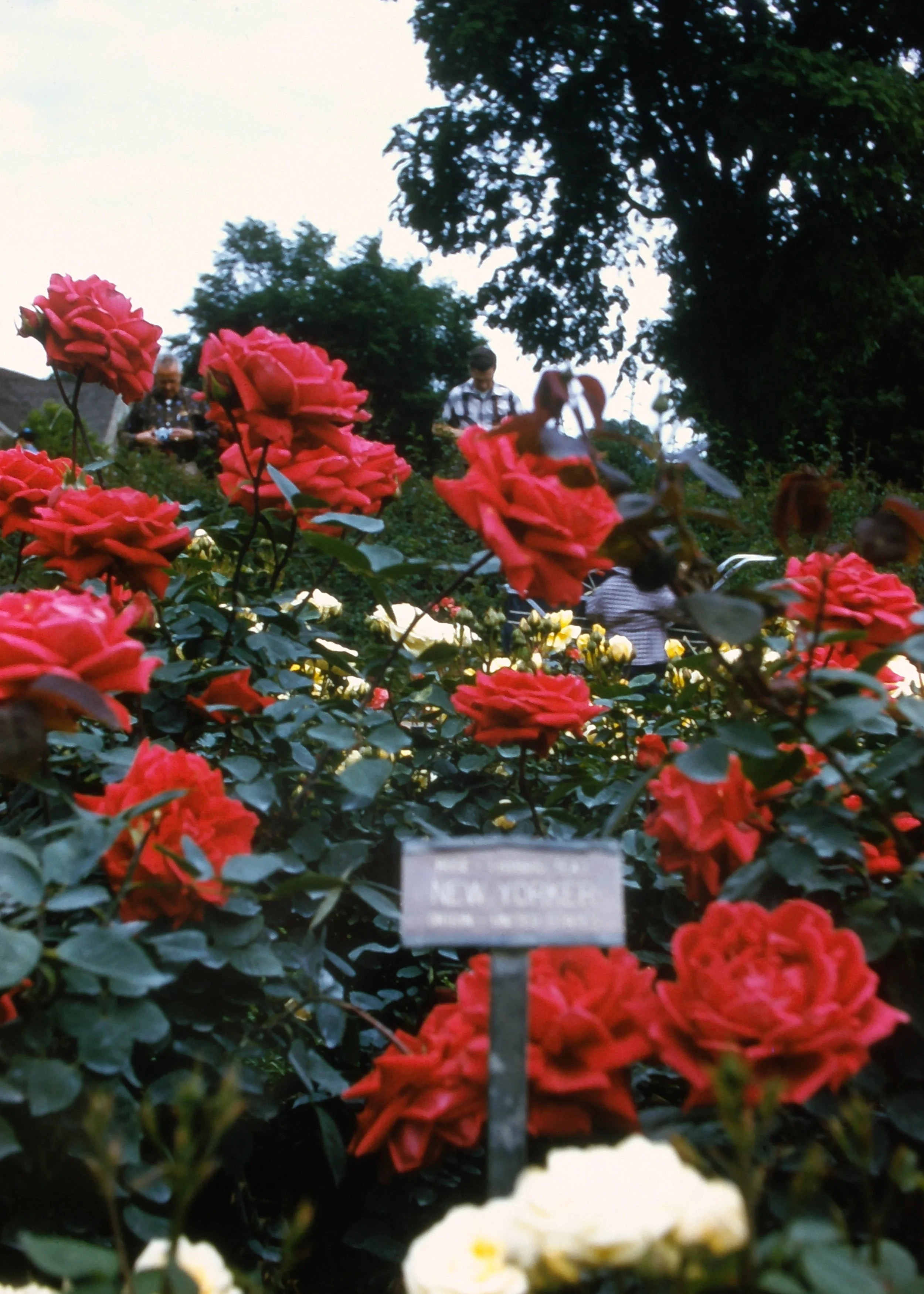SLIDE_TonyIrma_RedRoses.JPG