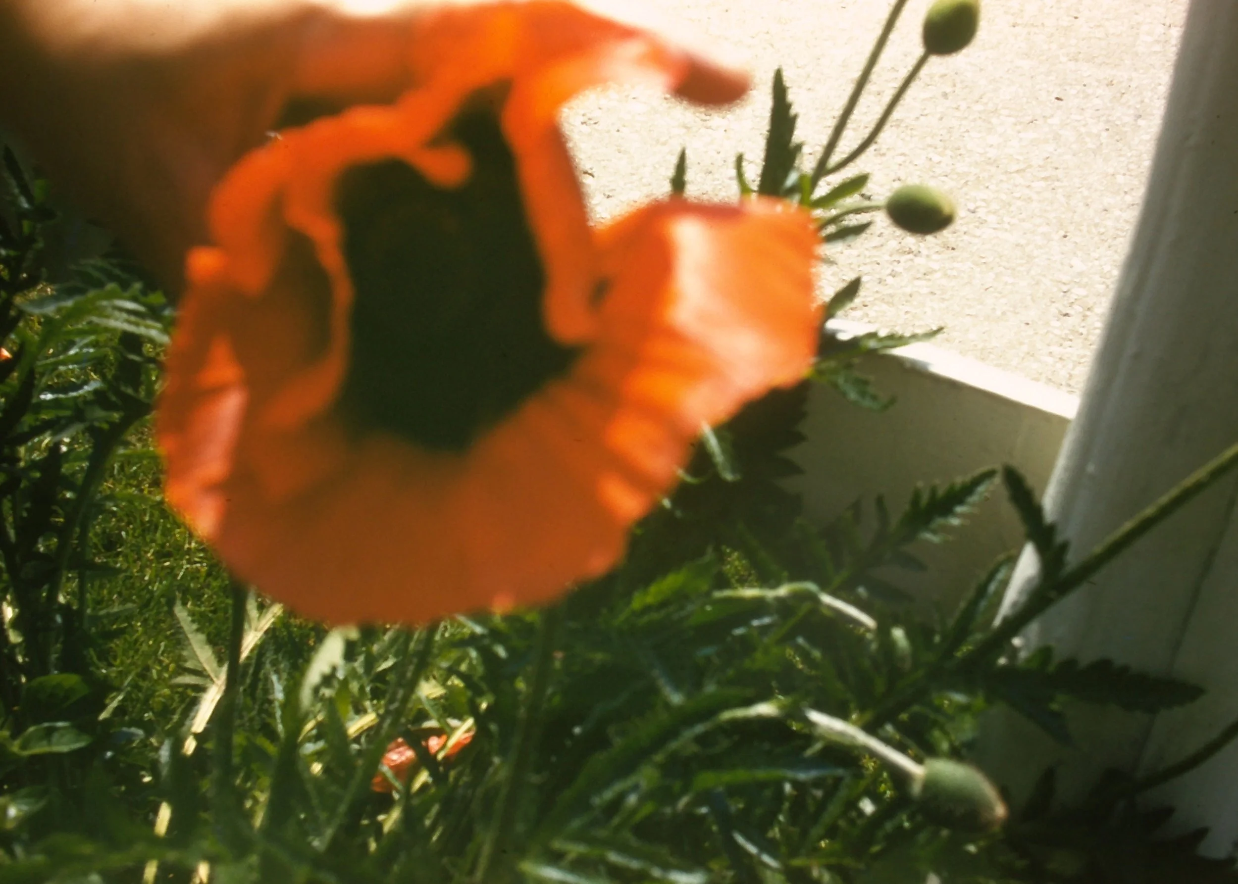 SLIDE_TonyFrank_Poppy.JPG