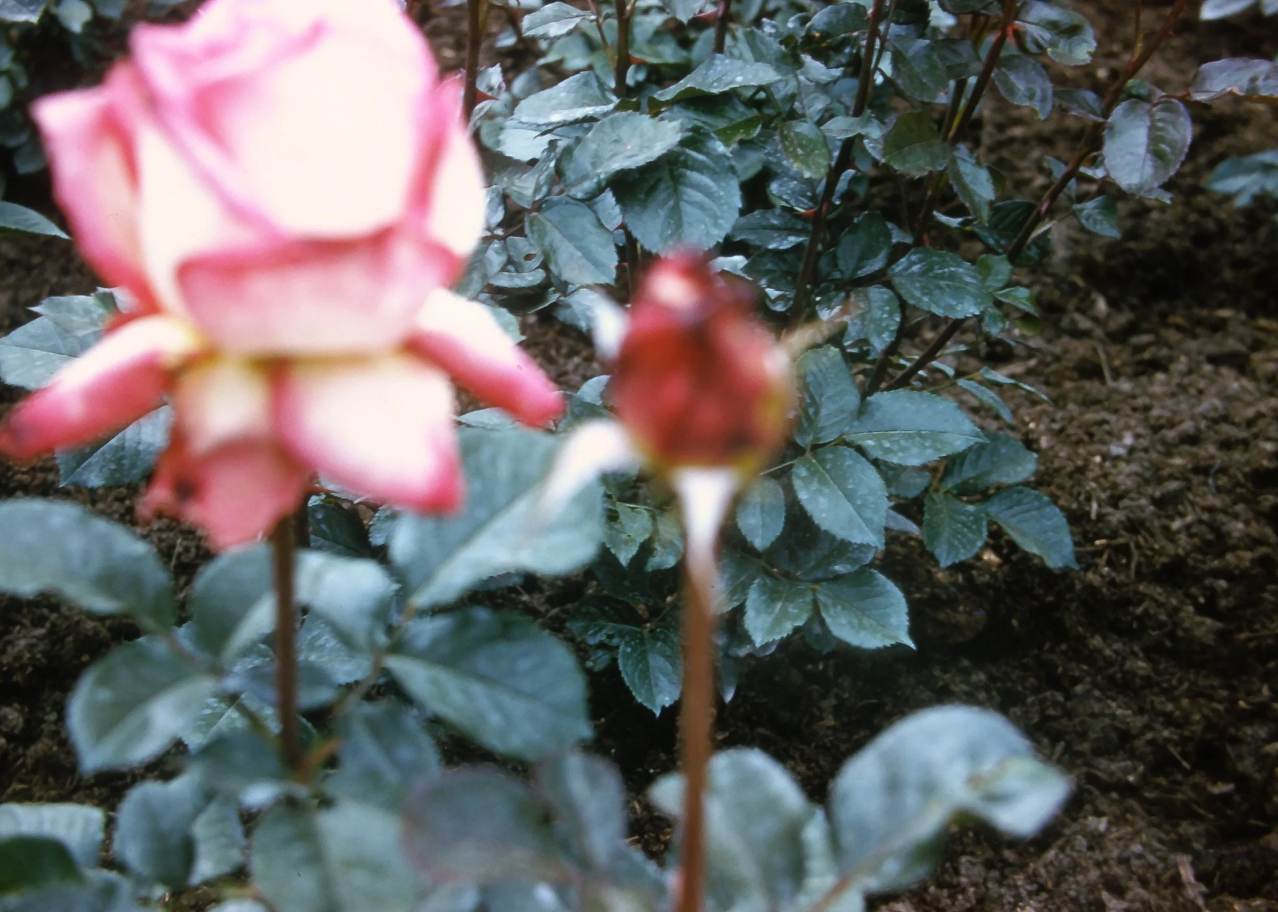 SLIDE_TonyIrma_BlurryRoses.JPG