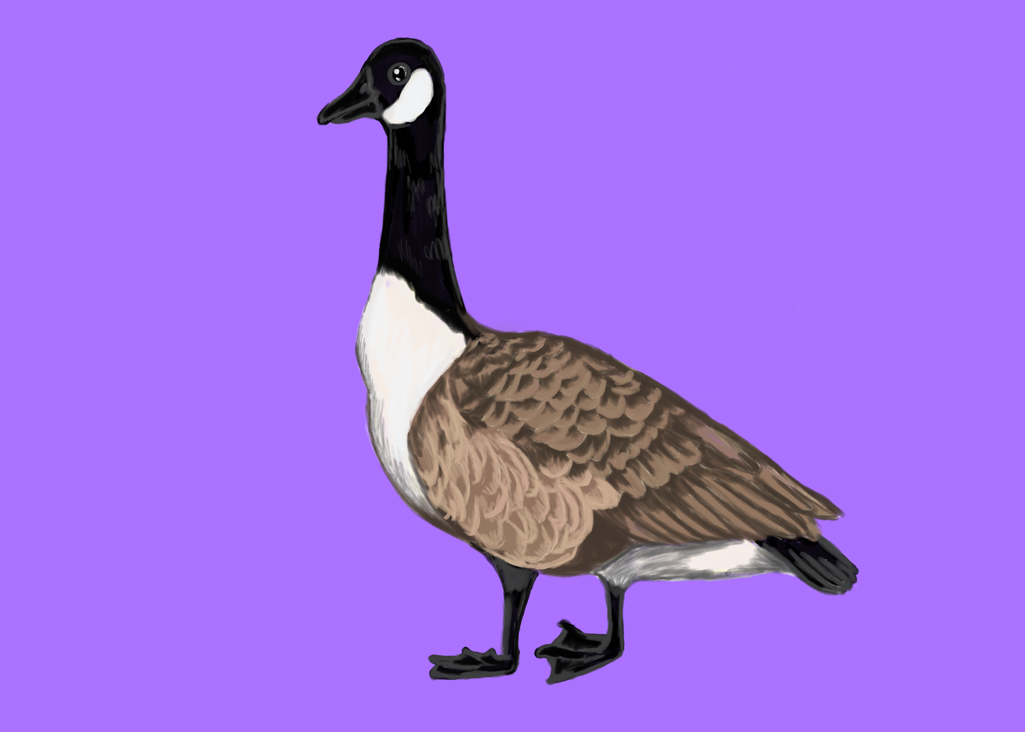 Gracie the Goose