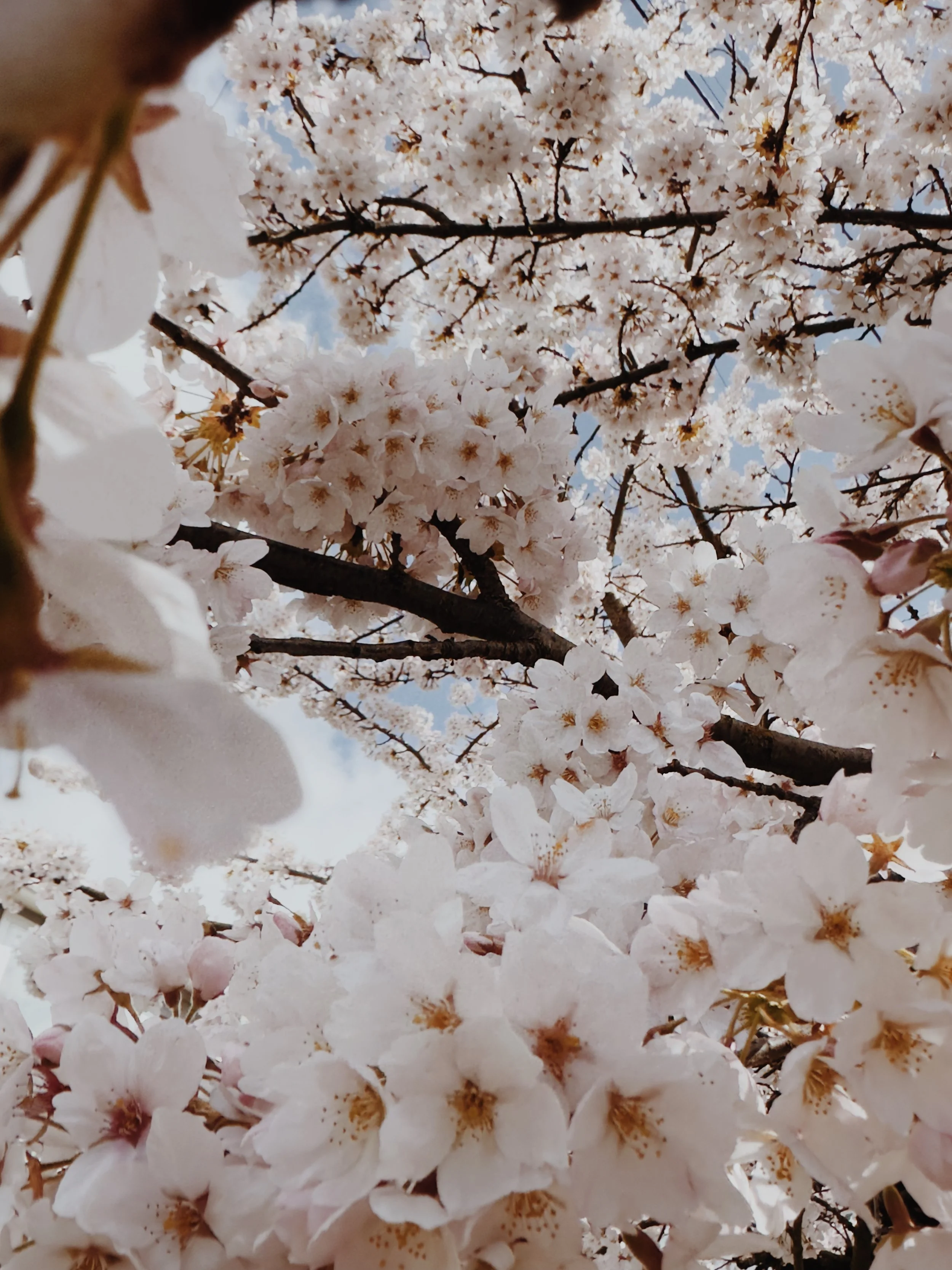 Fresh Cut Cherries_White 1.jpg