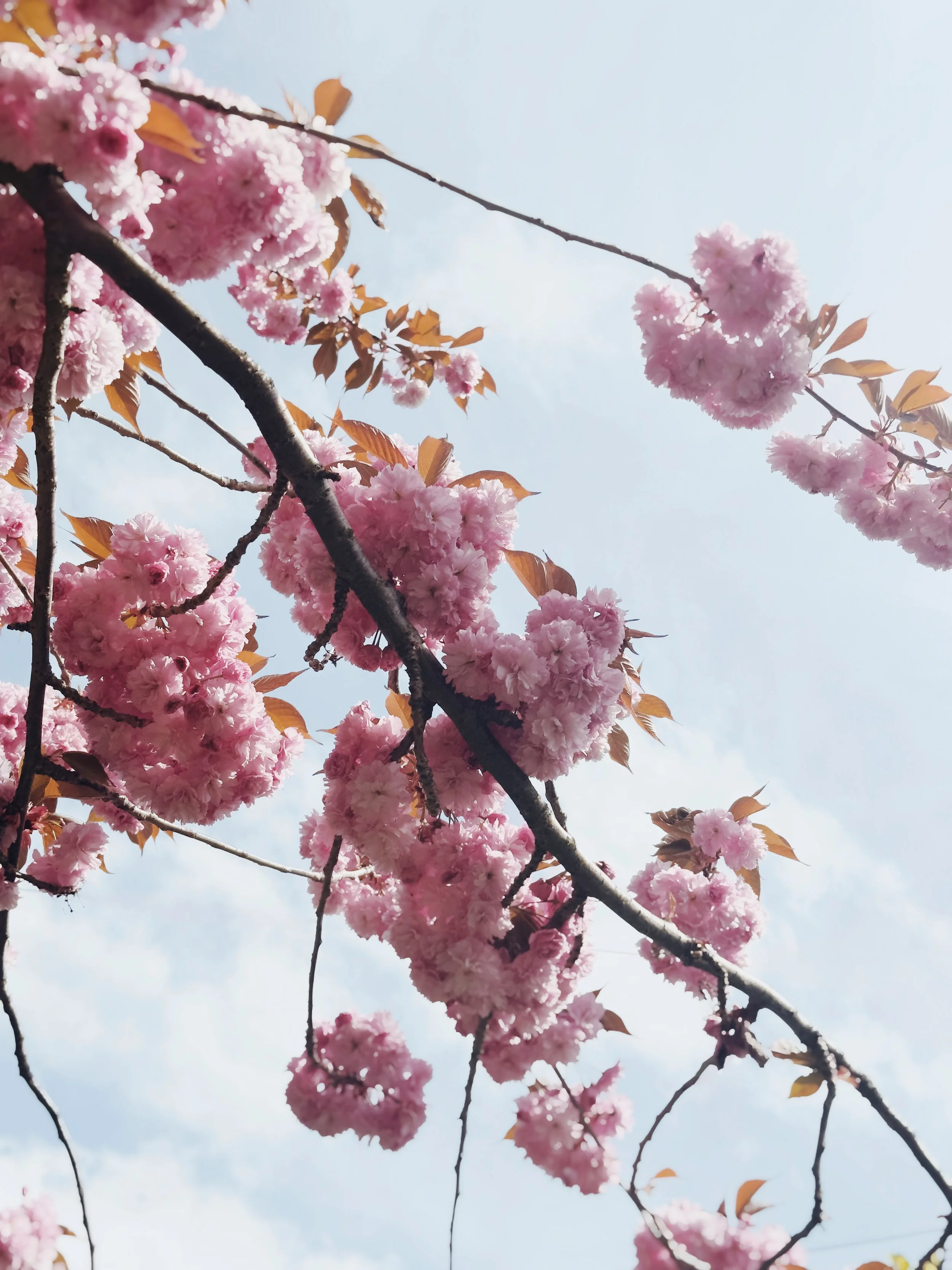 Fresh Cut Cherries_Pink 1.jpg