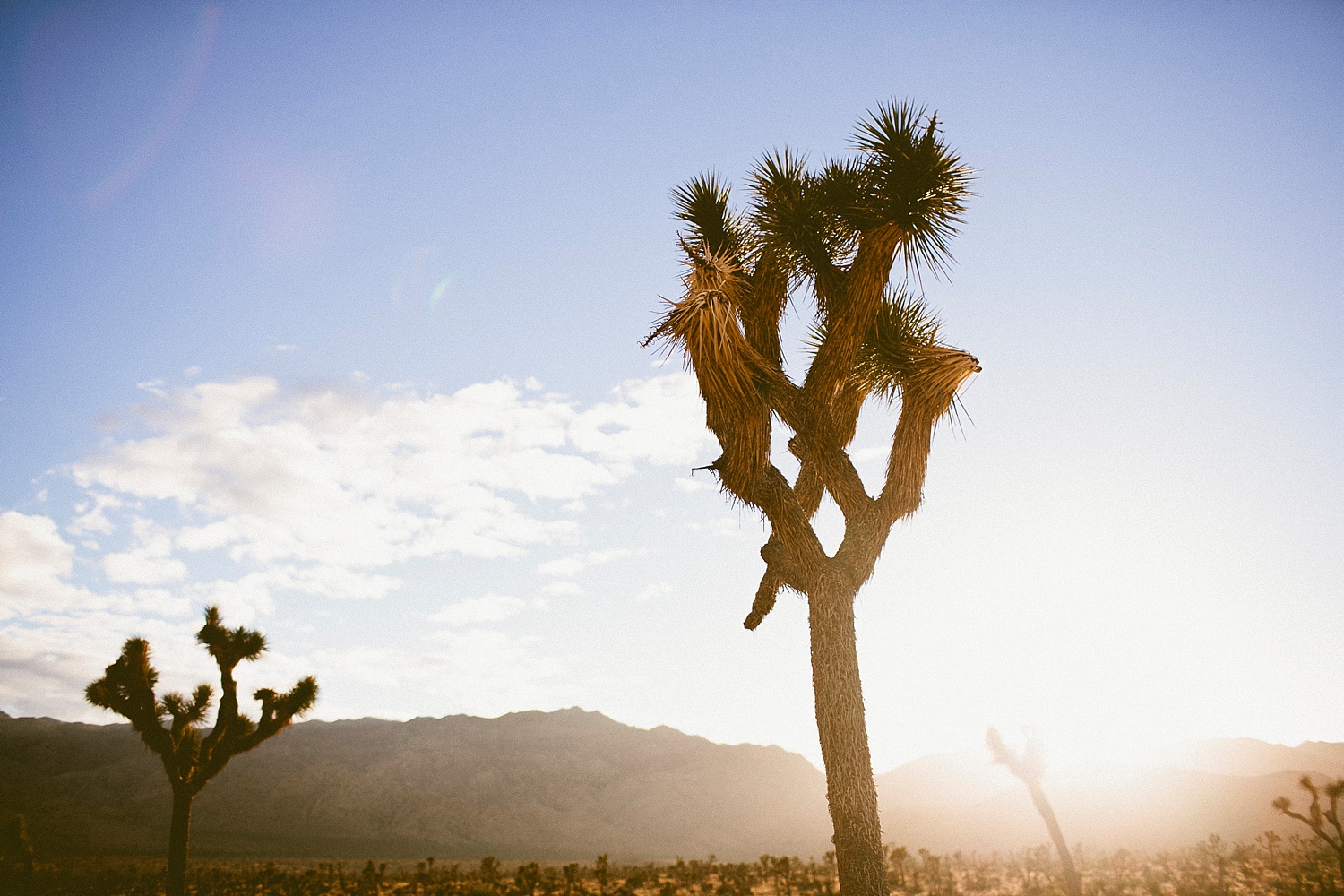 Joshua Tree_2016_006.jpg