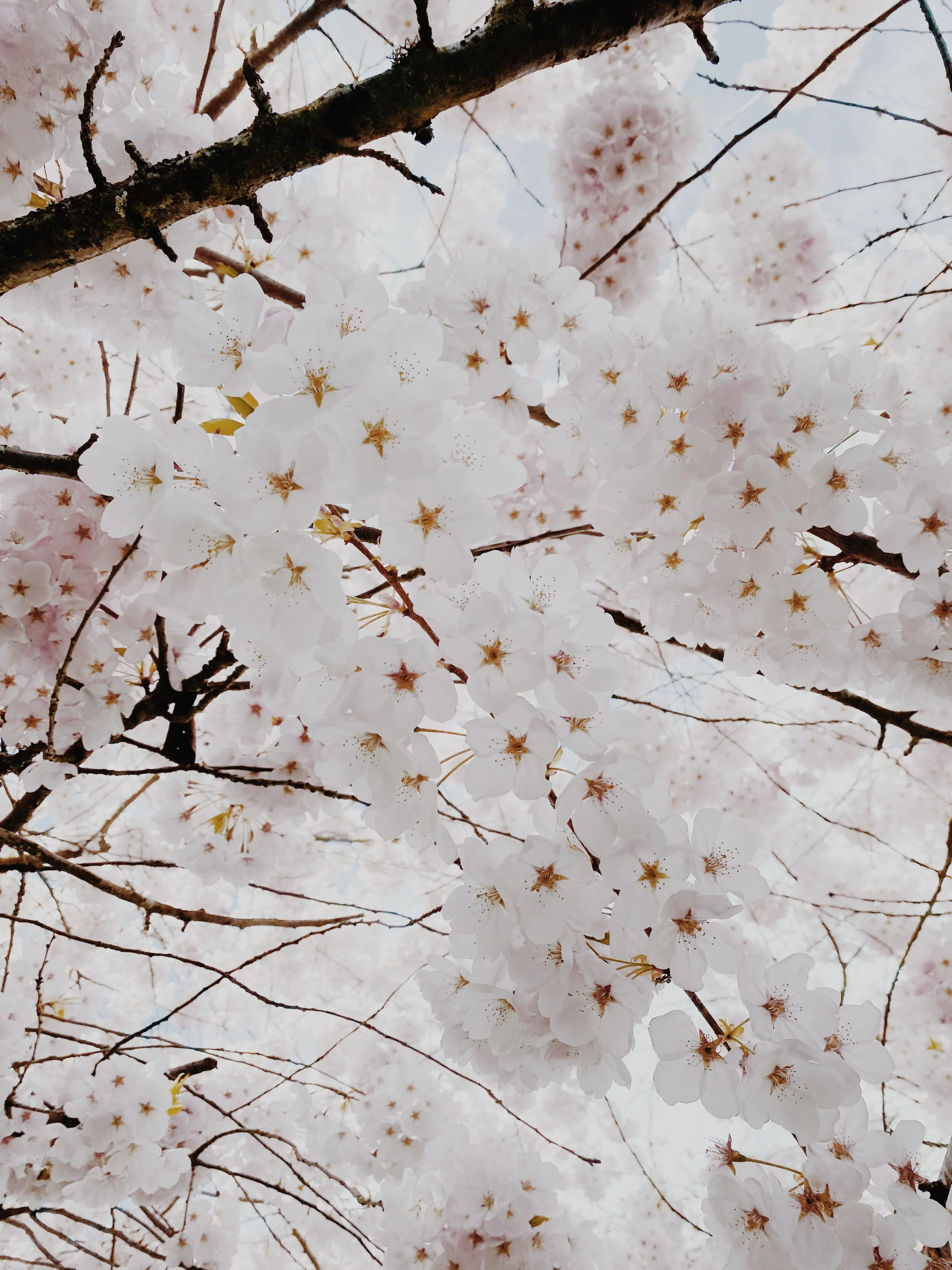 Cherry Blossoms in the Spring 1.jpg